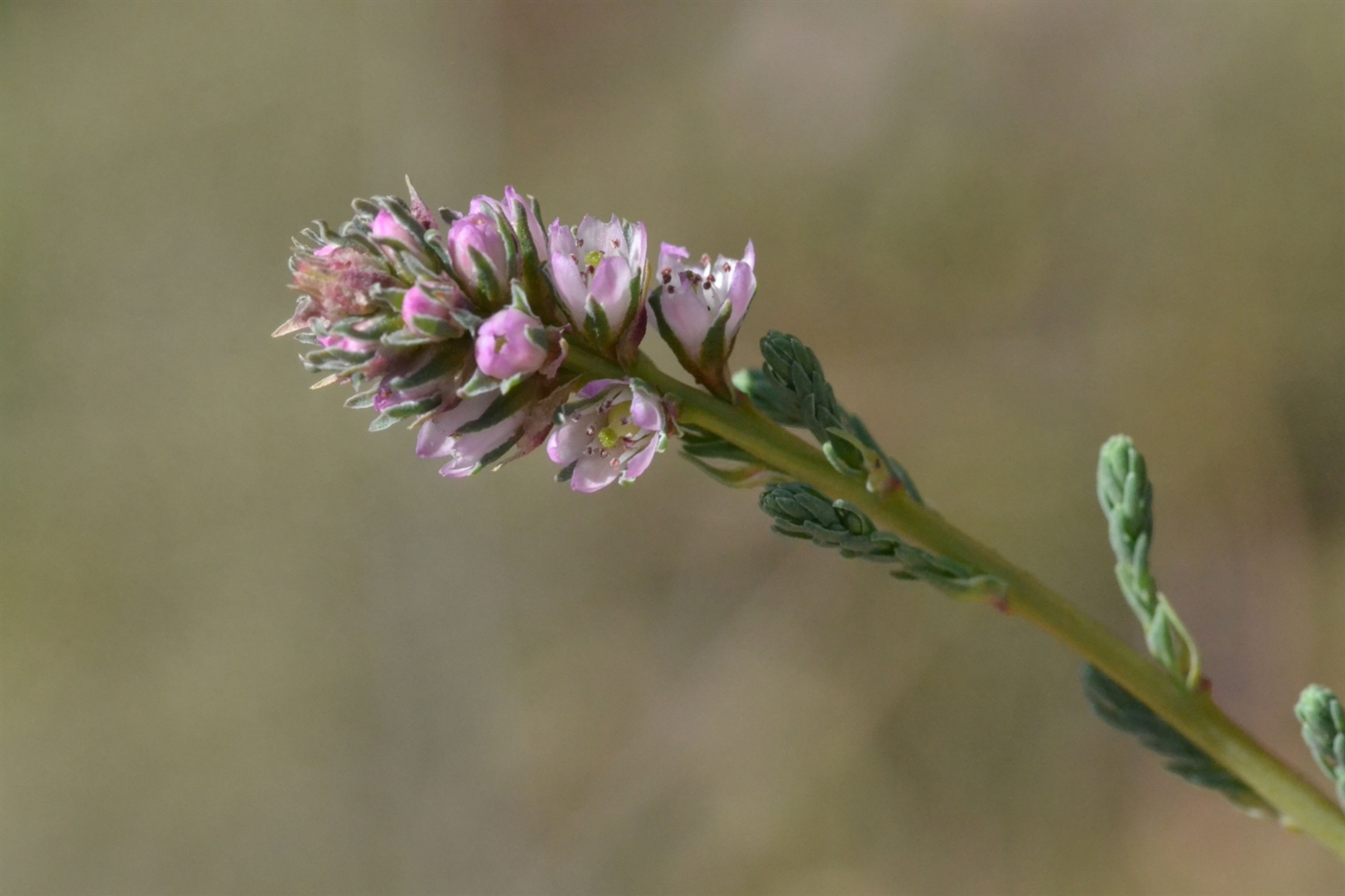 Myricaria germanica - 94