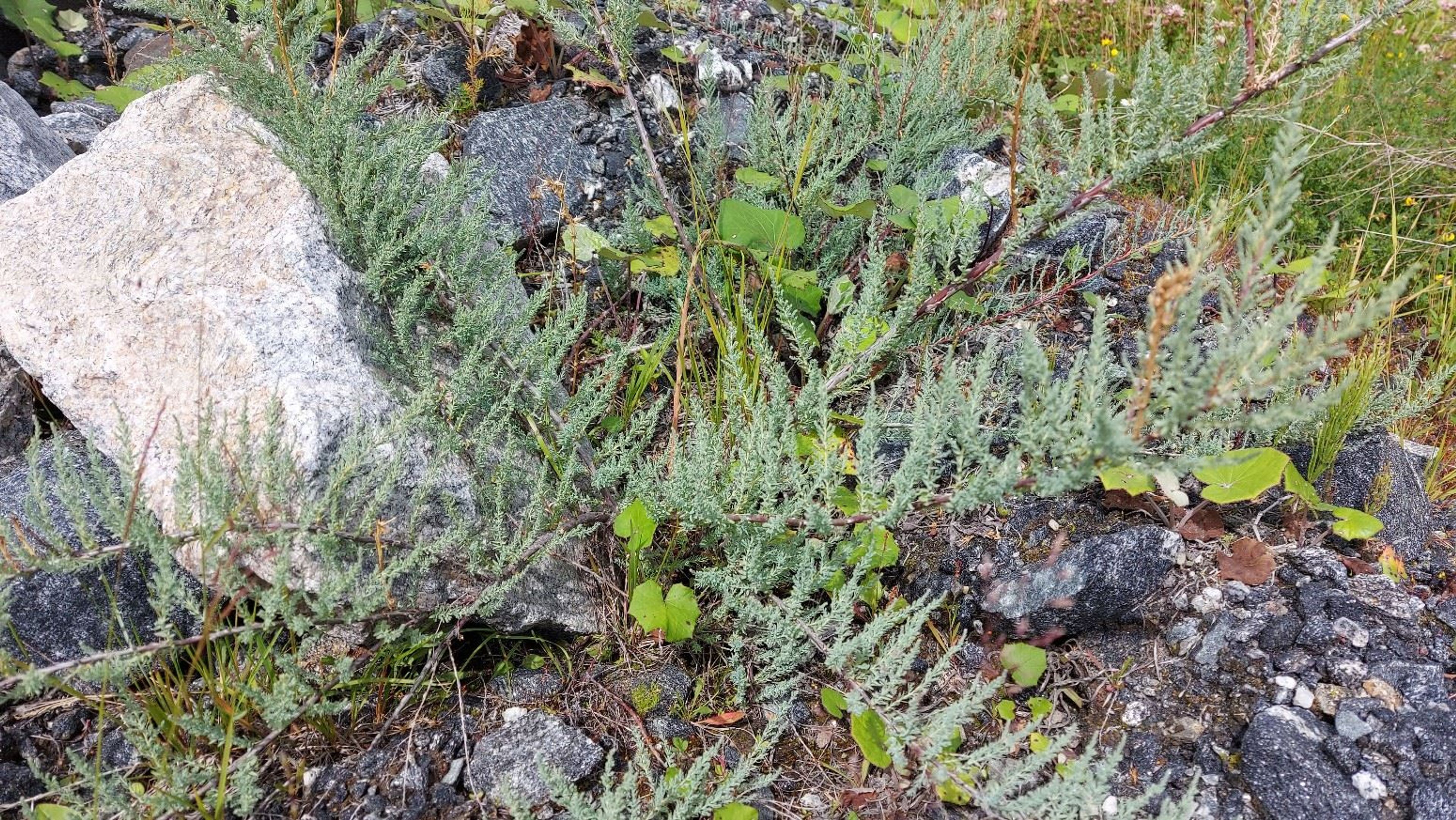 Myricaria germanica - 8