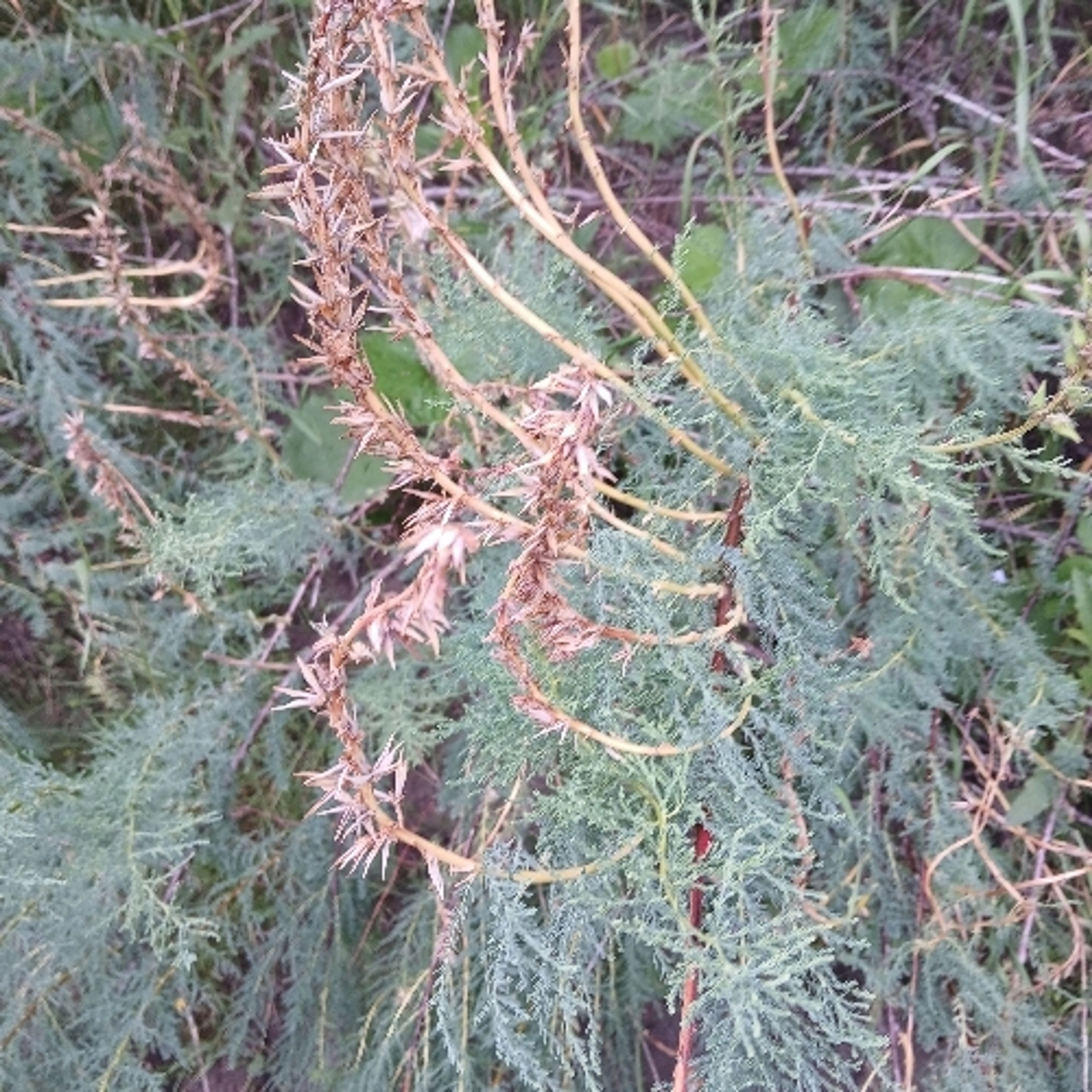 Myricaria germanica - 55