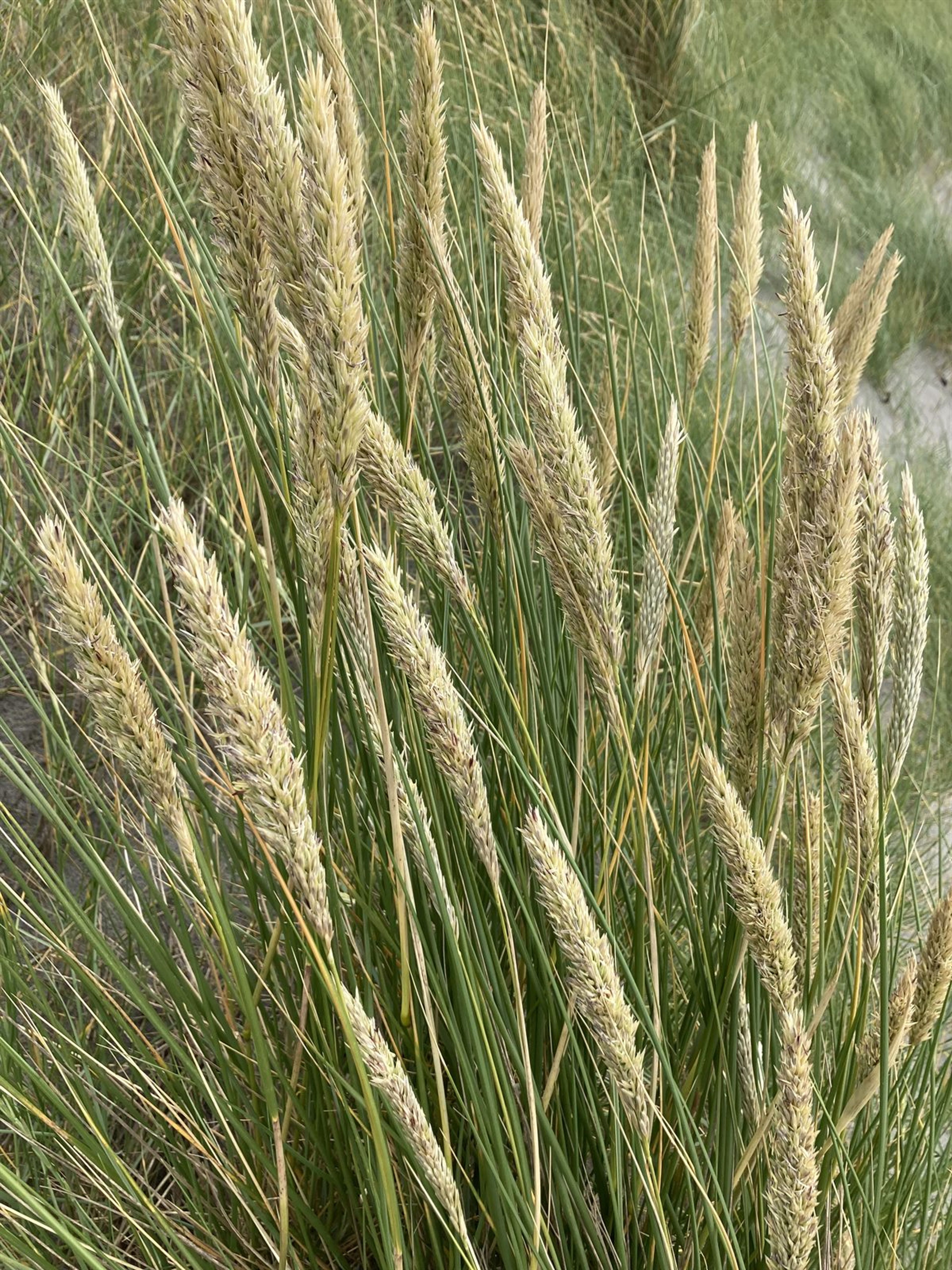 Ammophila arenaria - 14