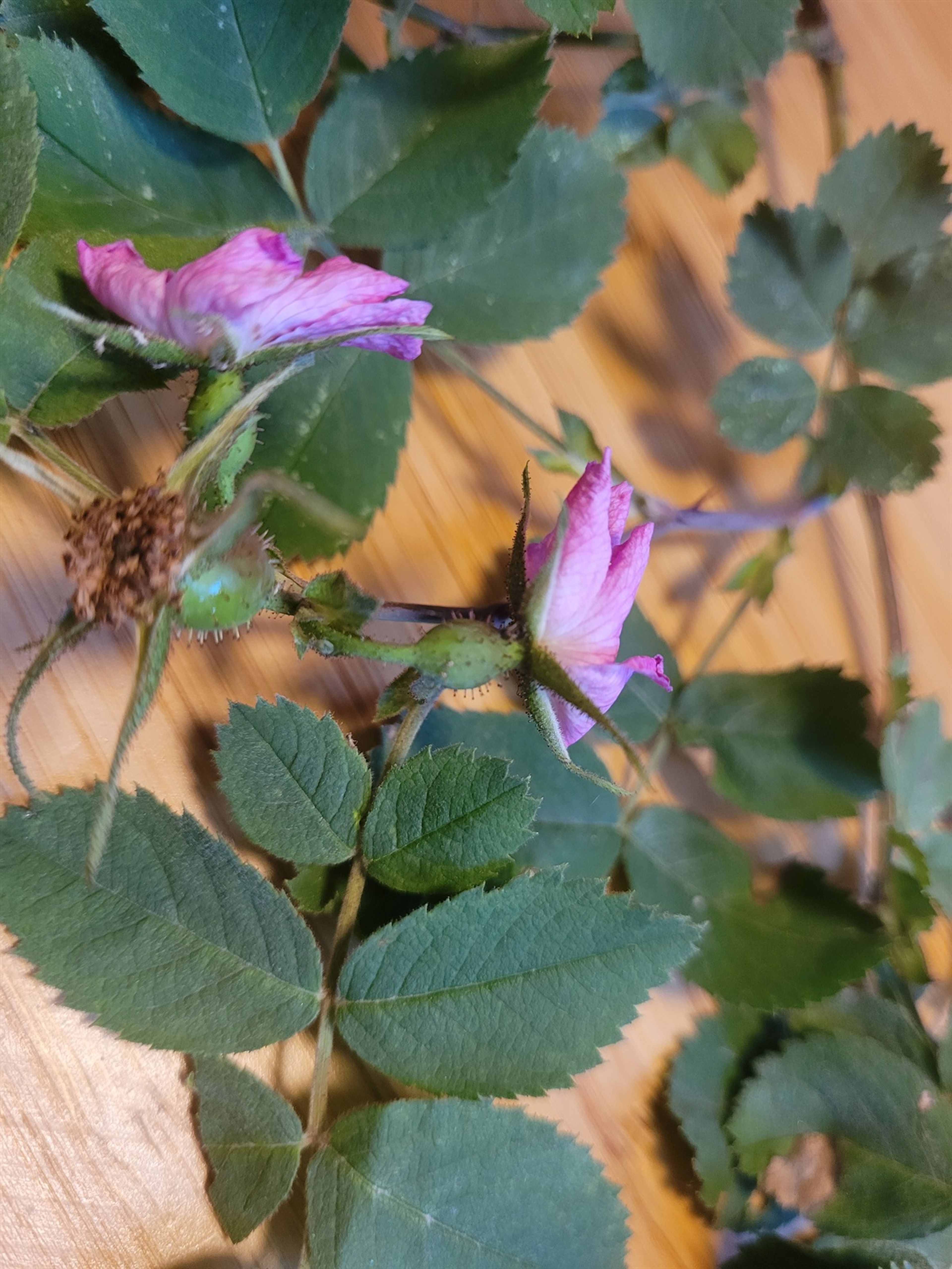 Rosa sherardii - 219