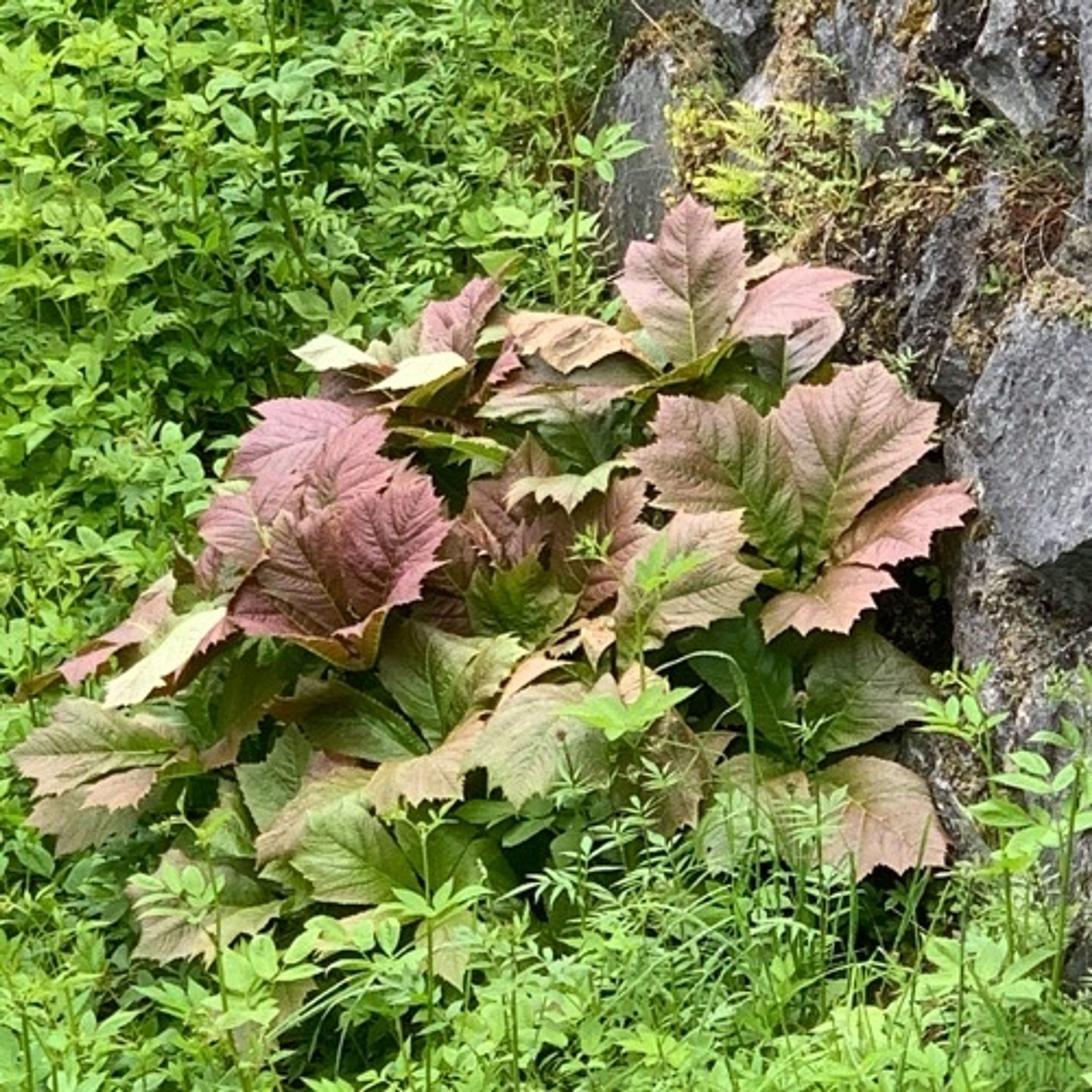 Rodgersia podophylla - 111