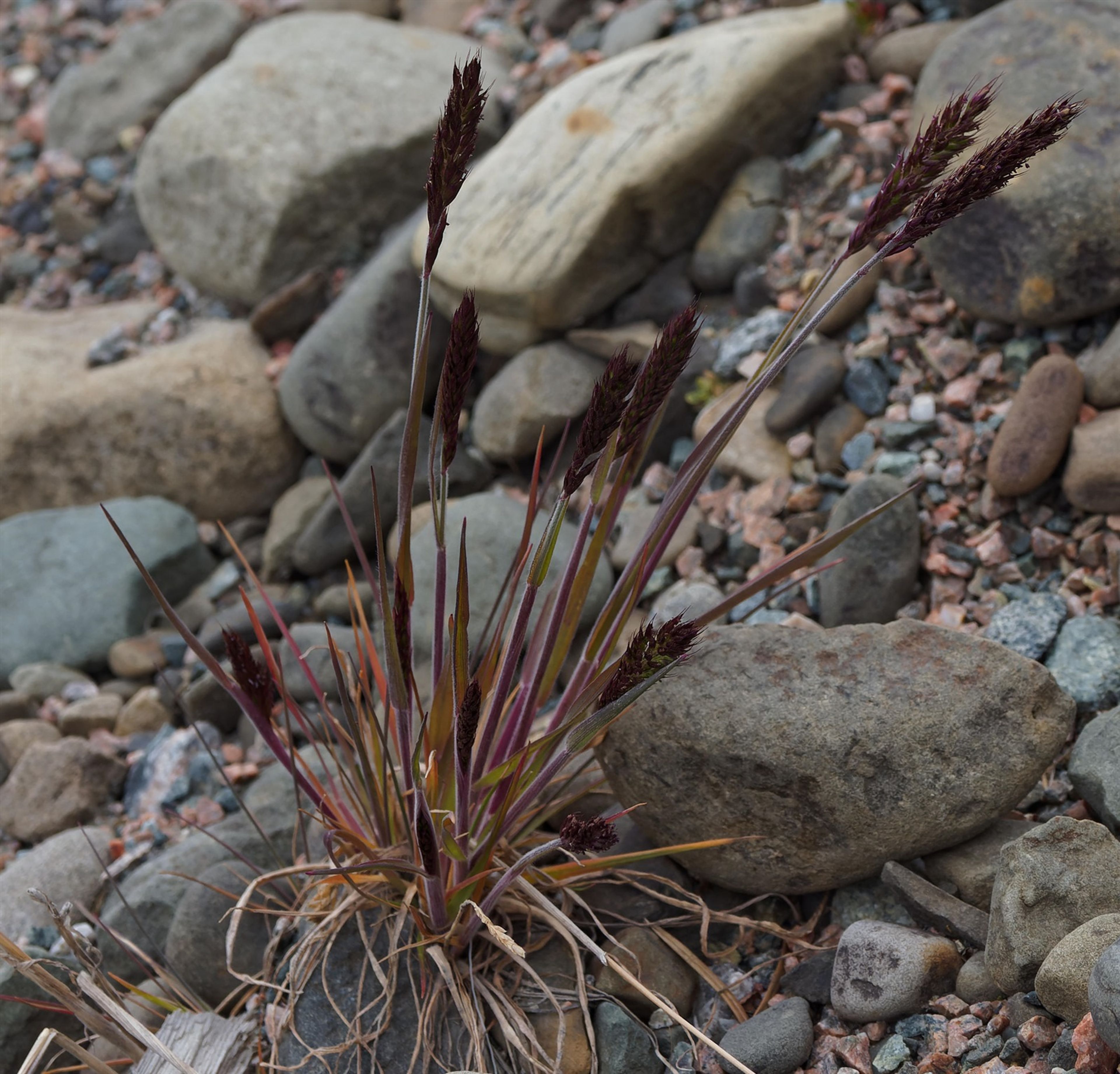 Trisetum spicatum - 25