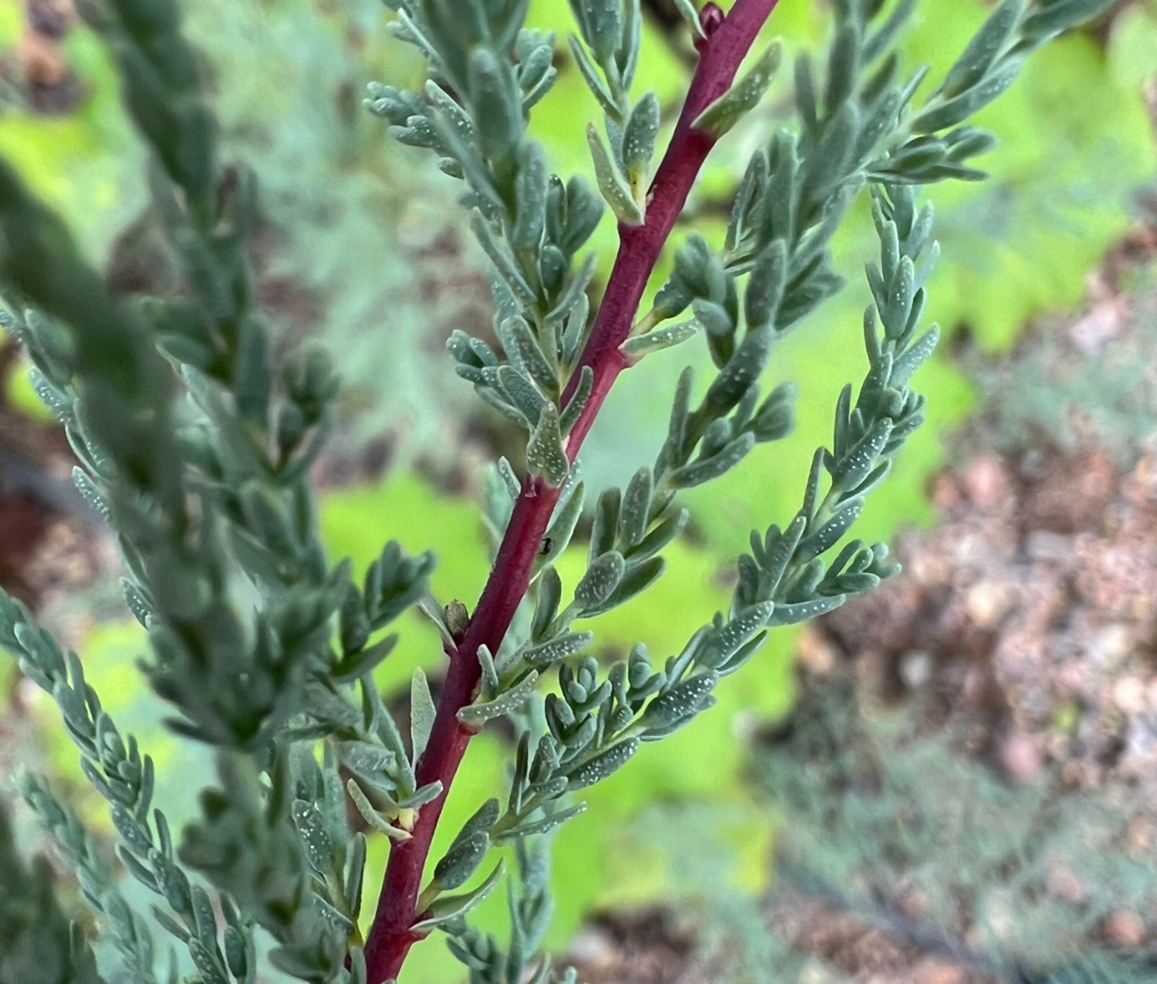 Myricaria germanica - 66