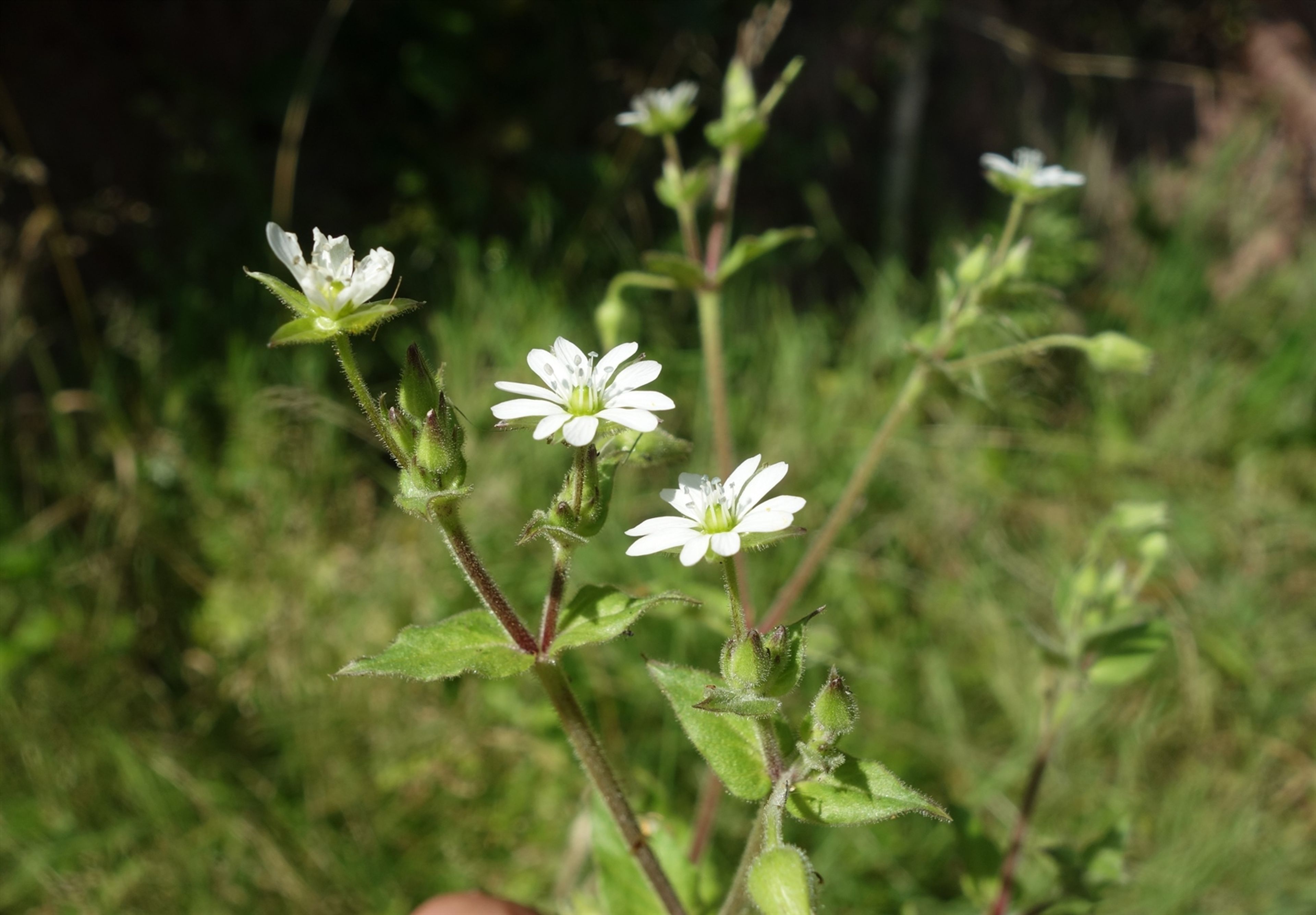 Myosoton aquaticum - 122