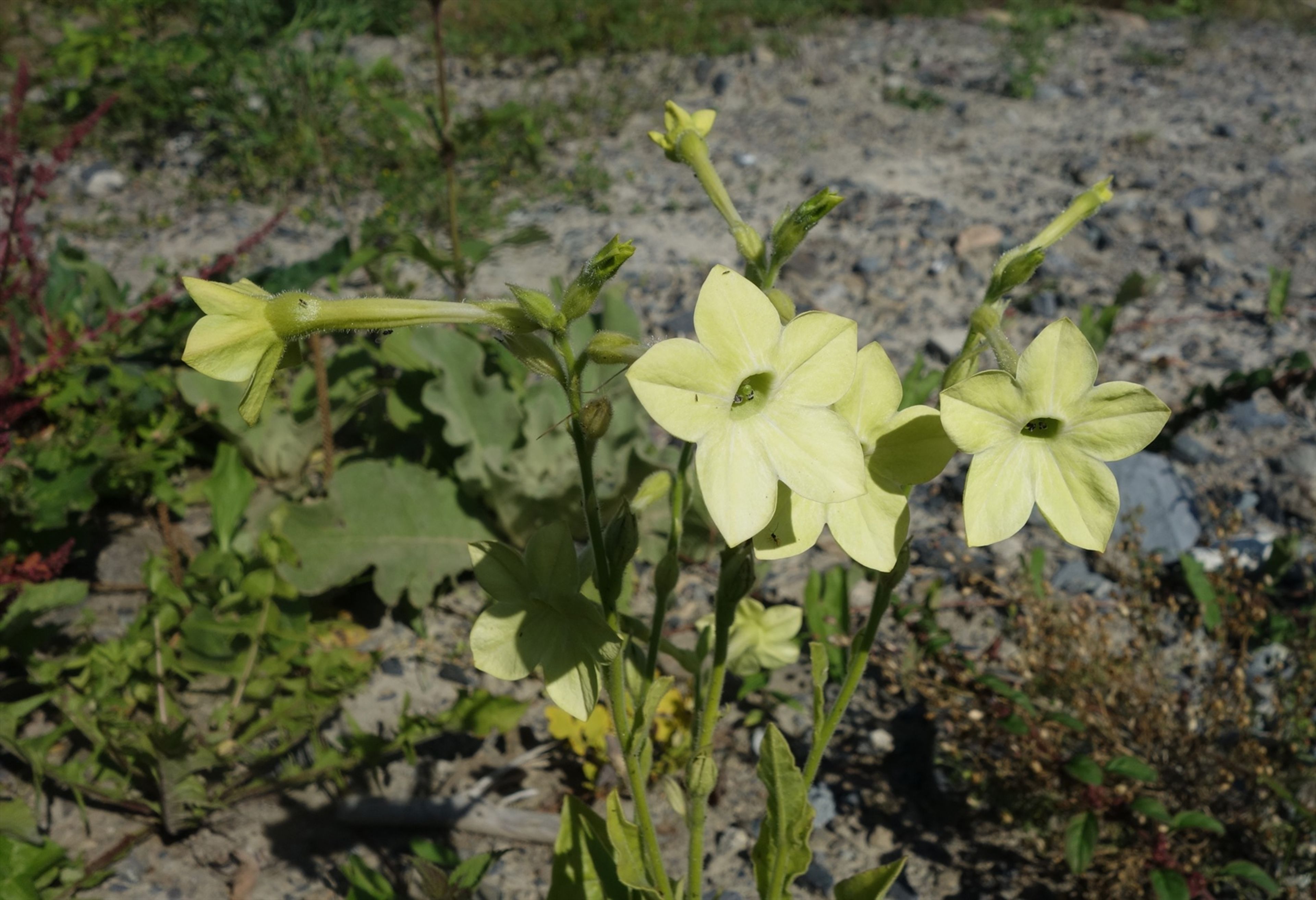 Nicotiana alata - 2
