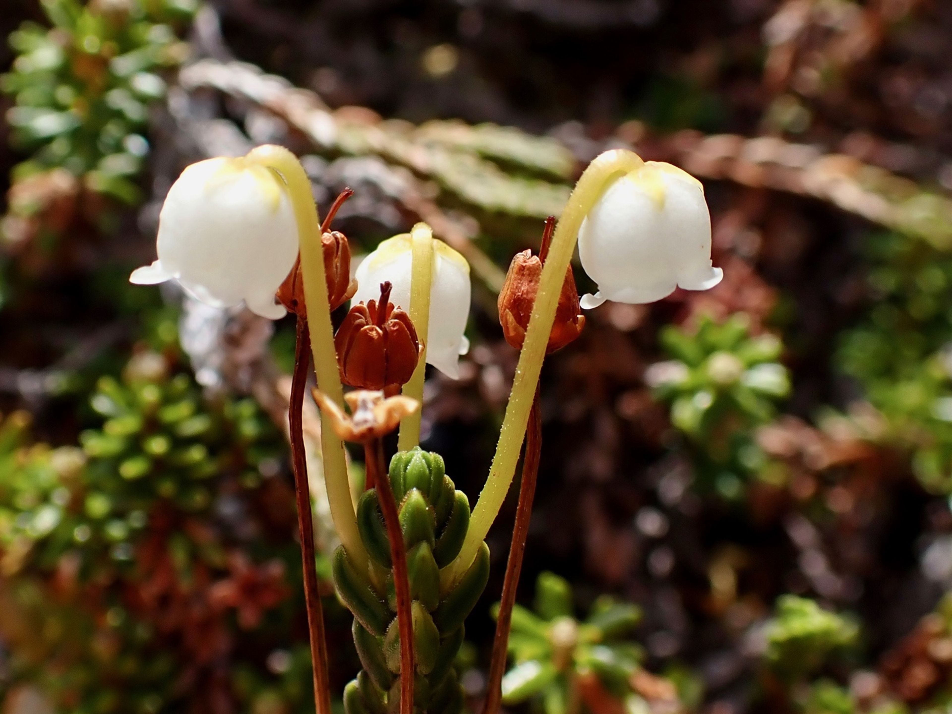 Cassiope tetragona - 81
