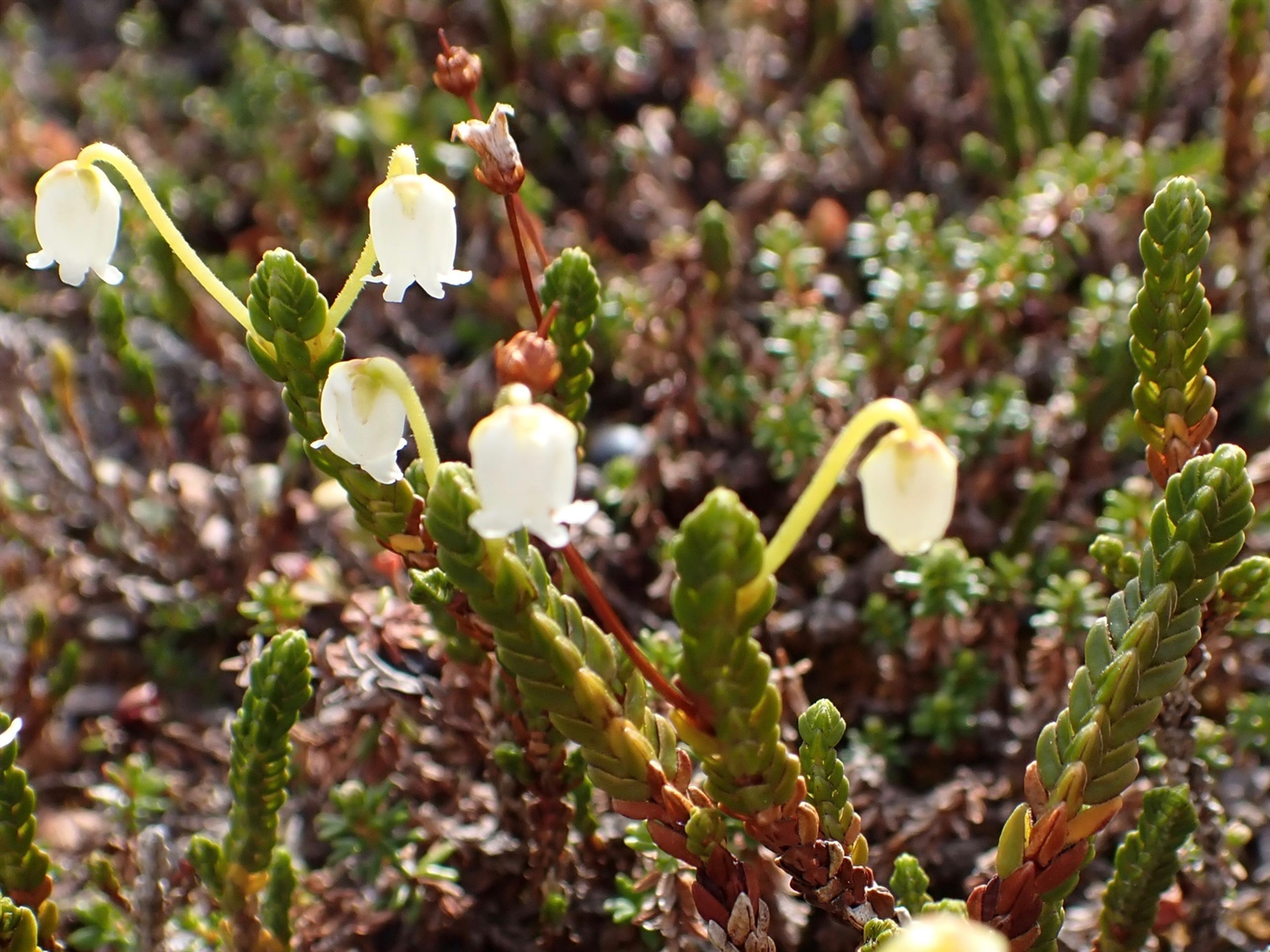 Cassiope tetragona - 113