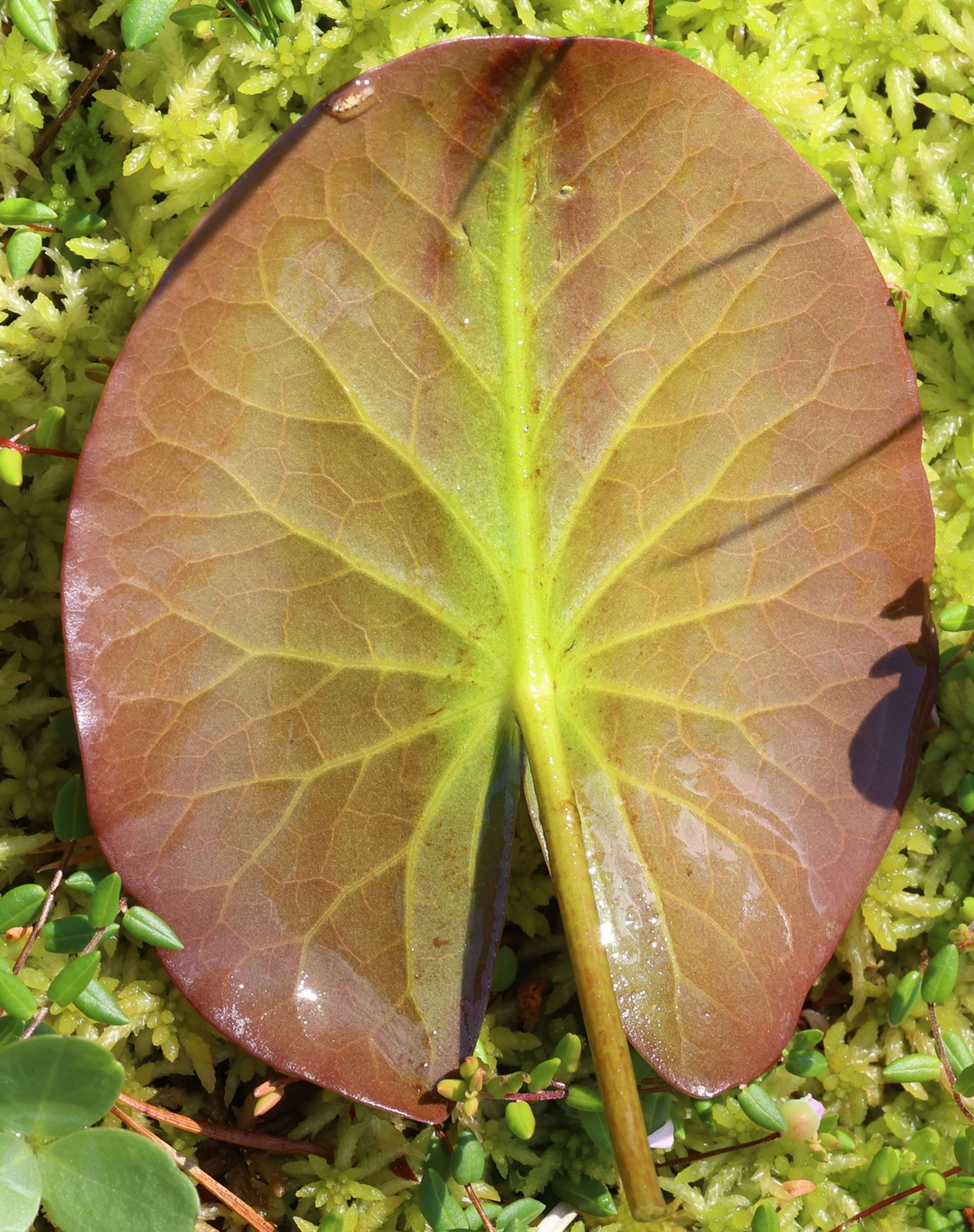 Nymphaea candida - 81