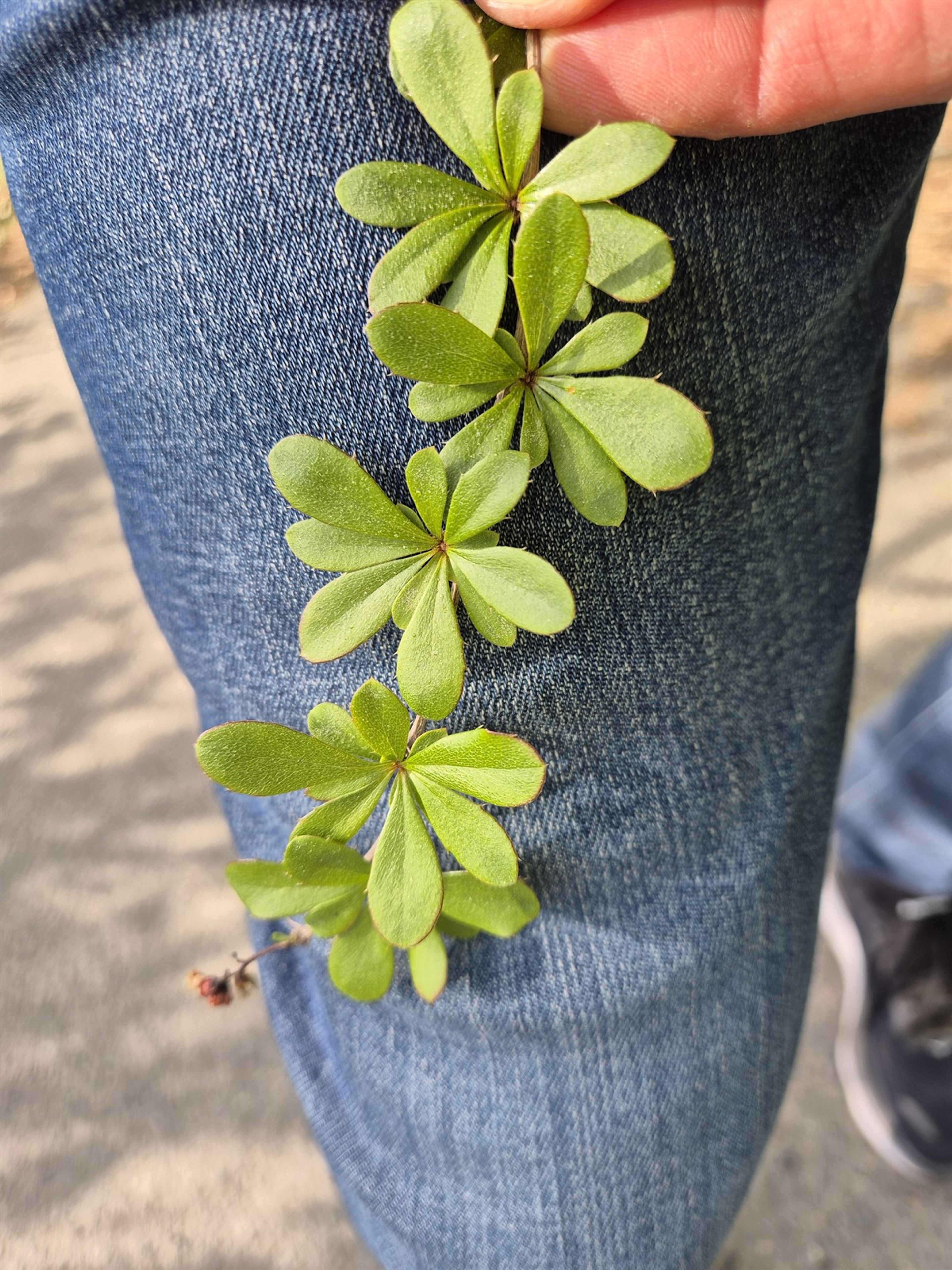 Berberis aggregata - 45