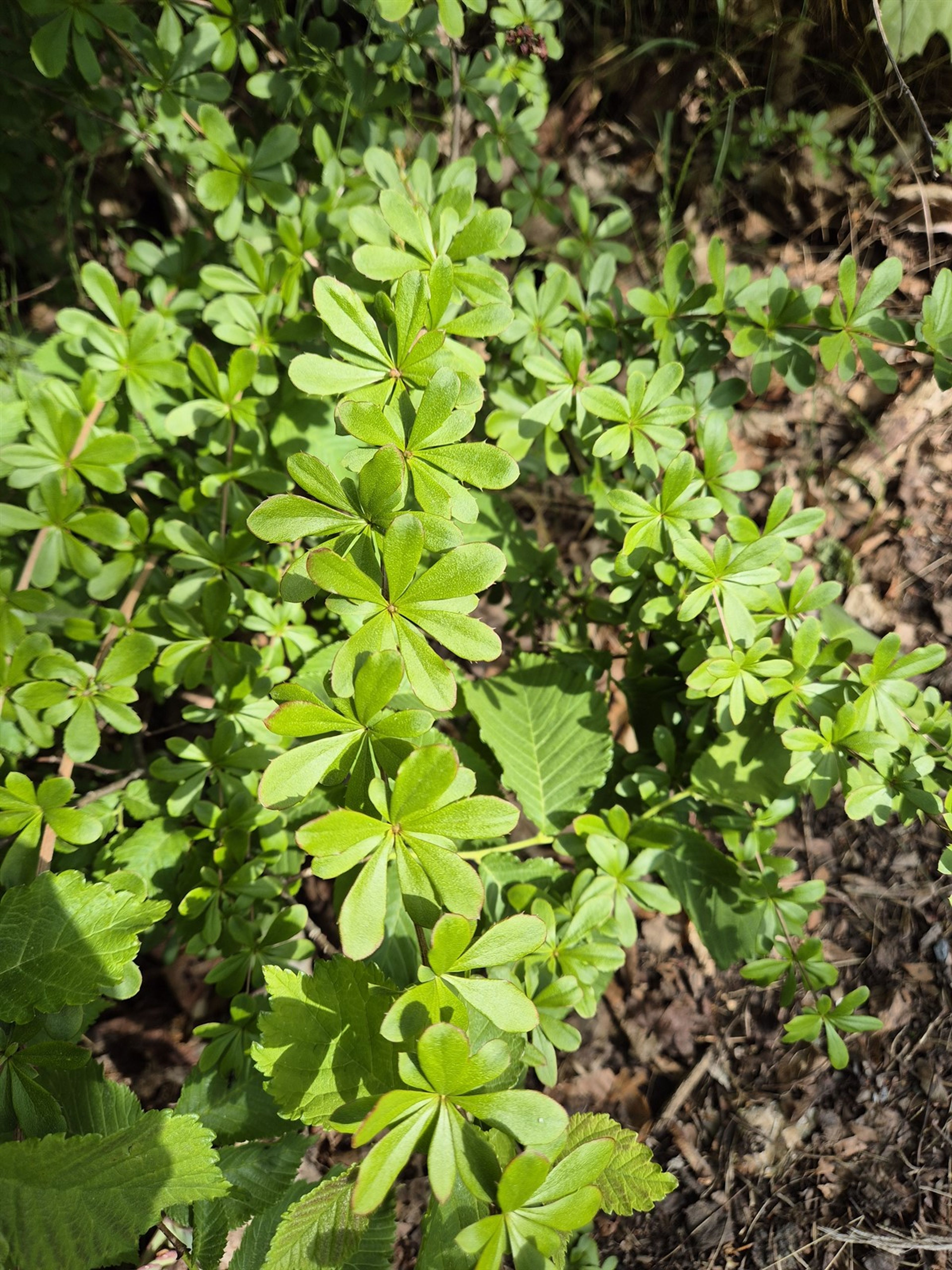 Berberis aggregata - 37
