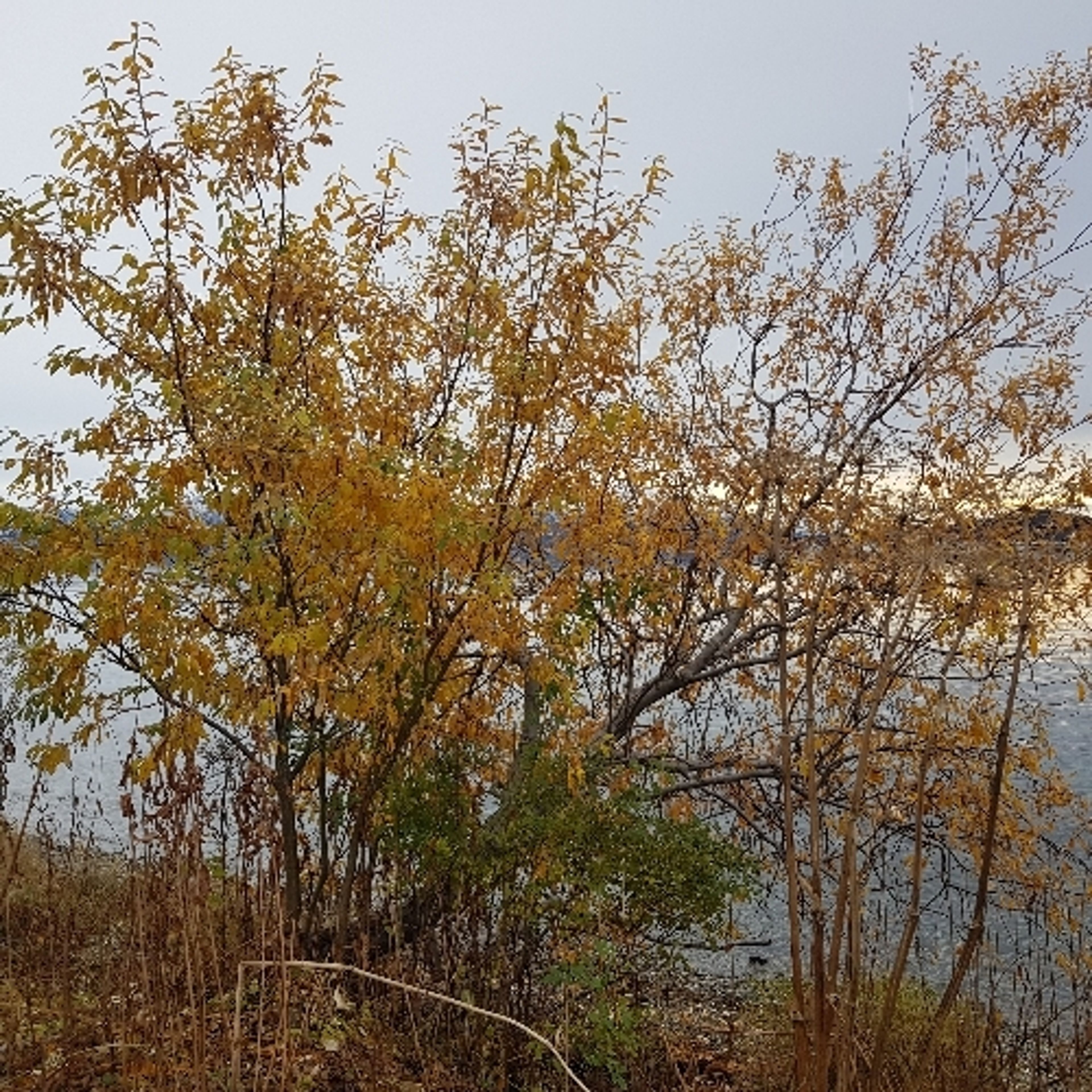 Salix alaxensis - 183