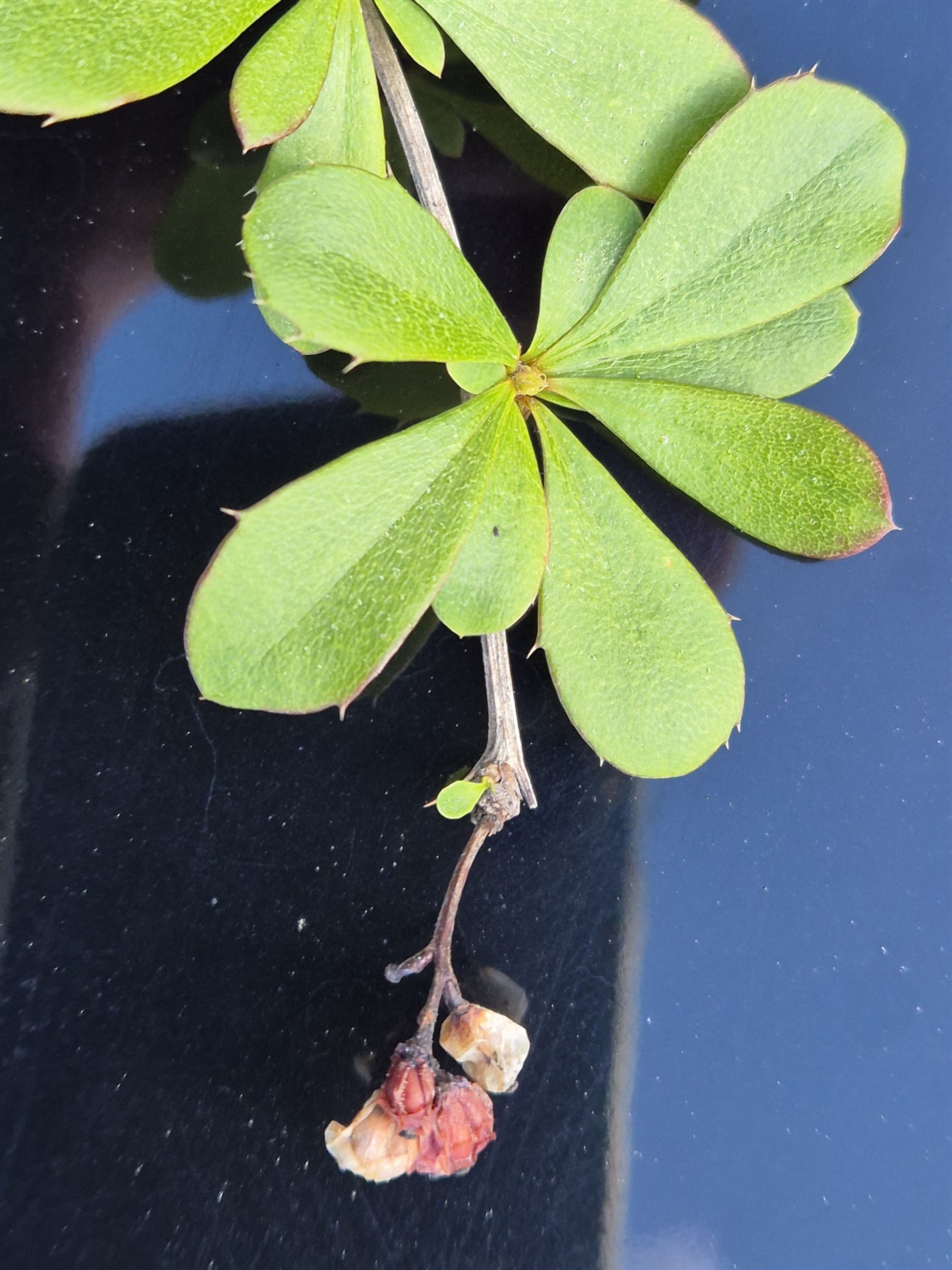 Berberis aggregata - 21