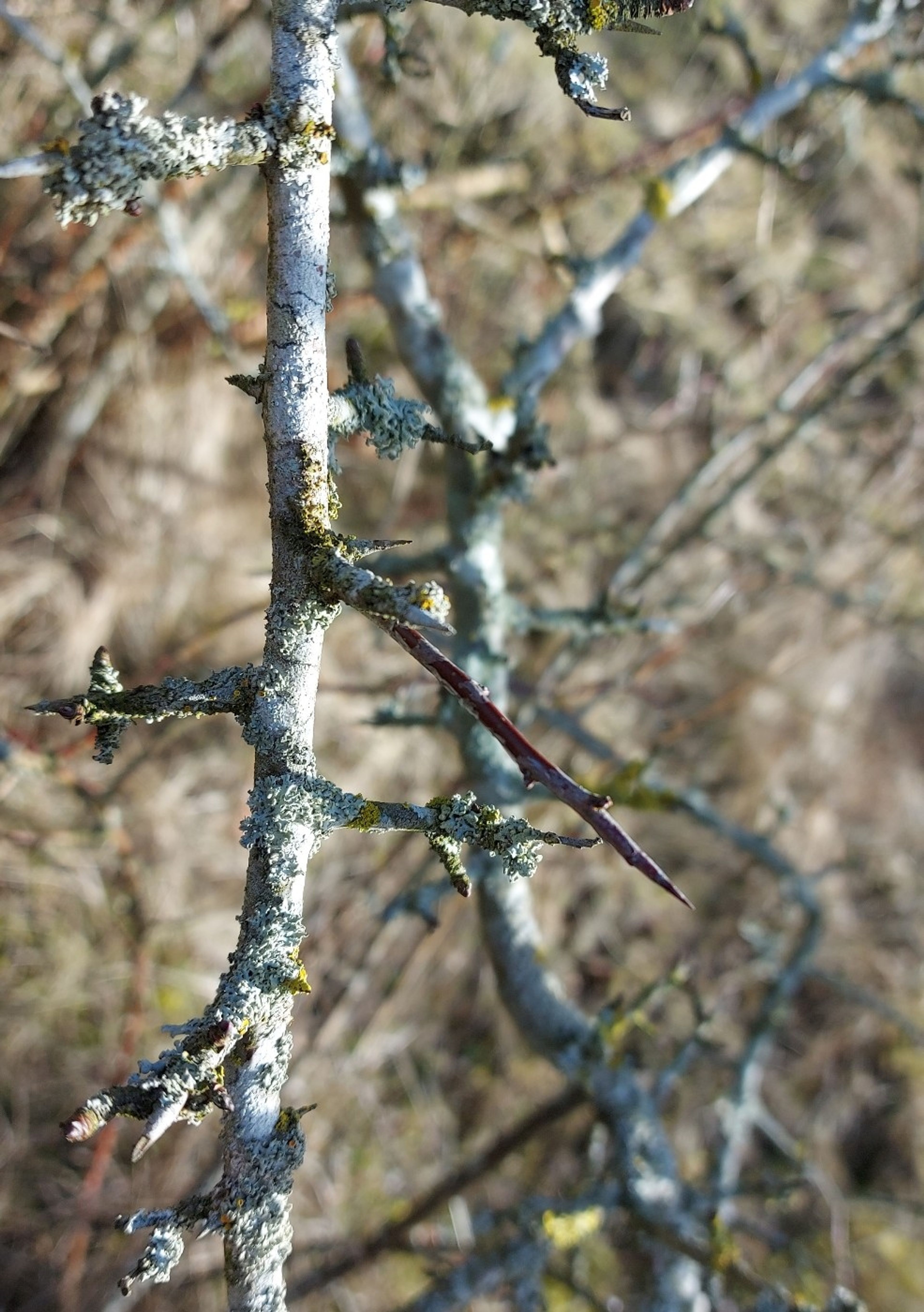 Prunus domestica - 34