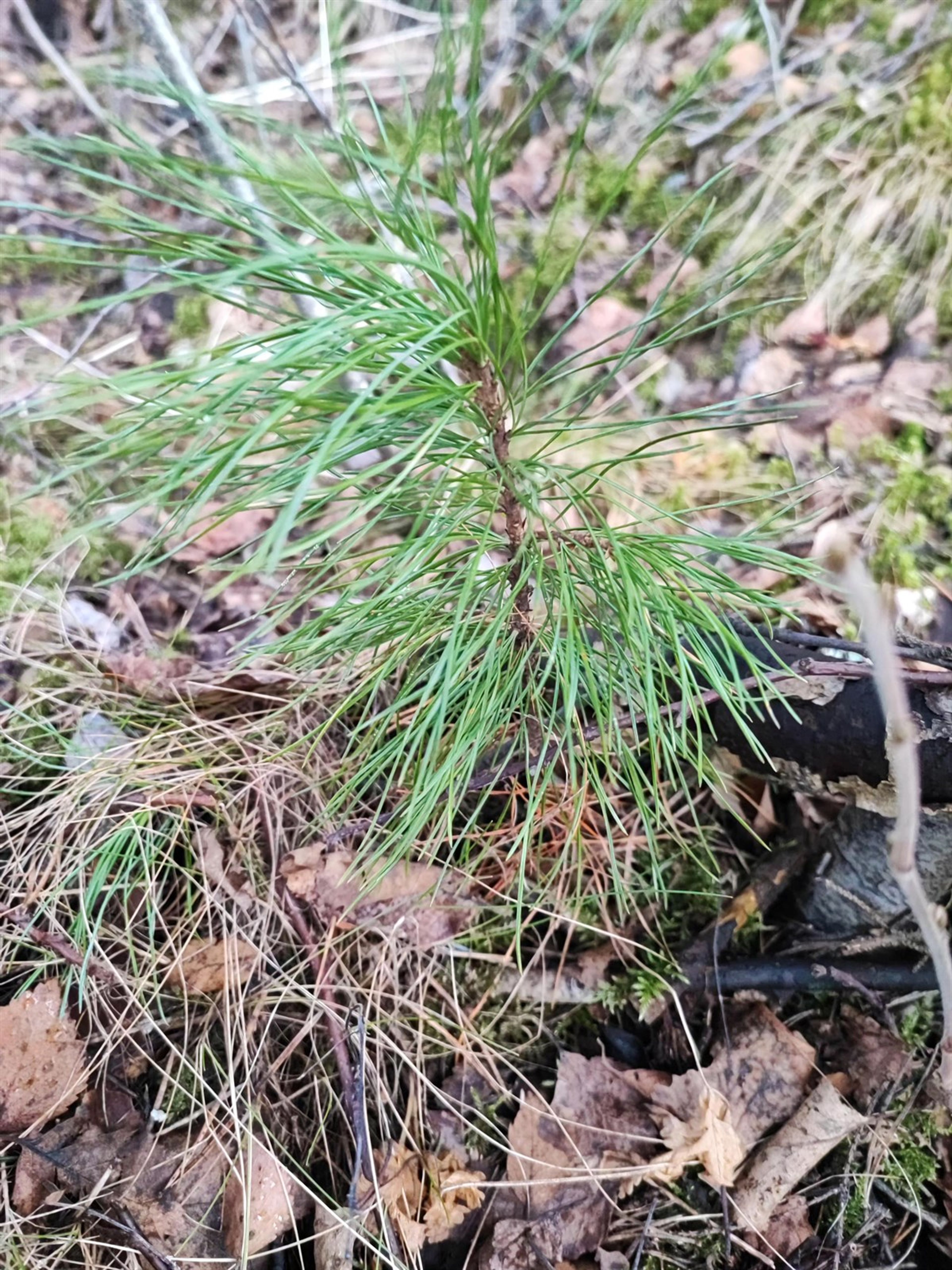 Pinus cembra - 79