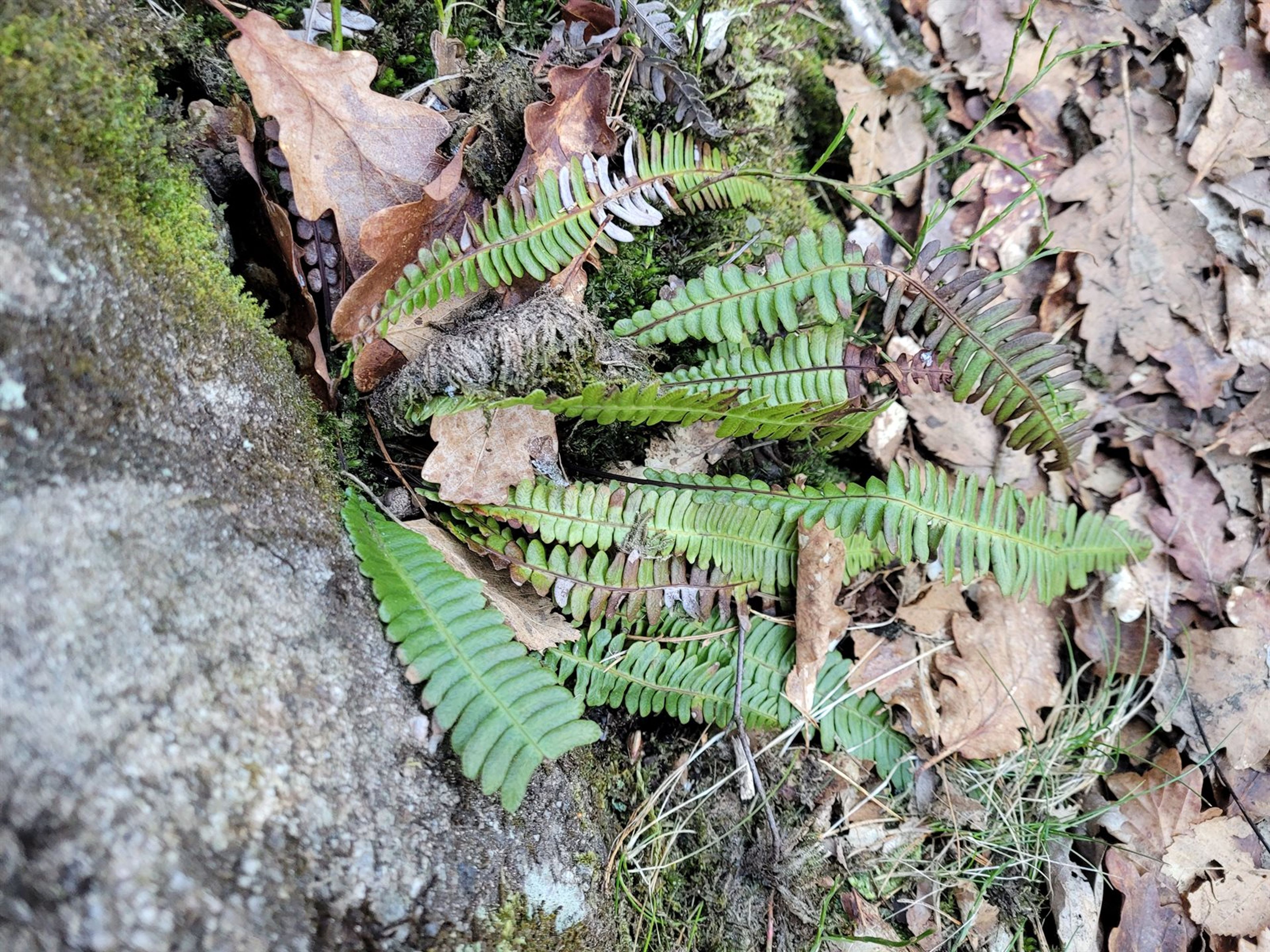 Blechnum spicant - 591