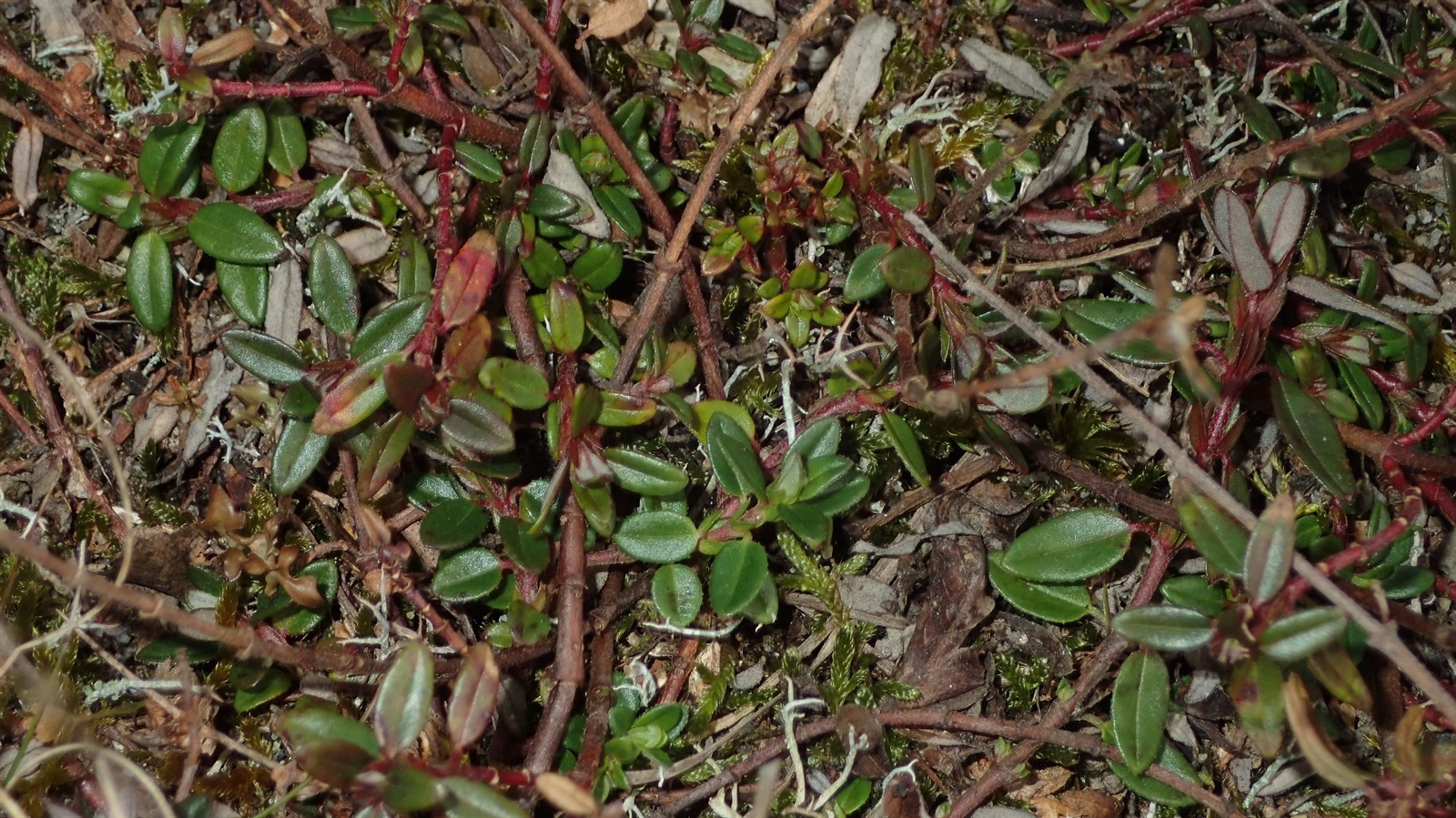 Helianthemum nummularium - 562
