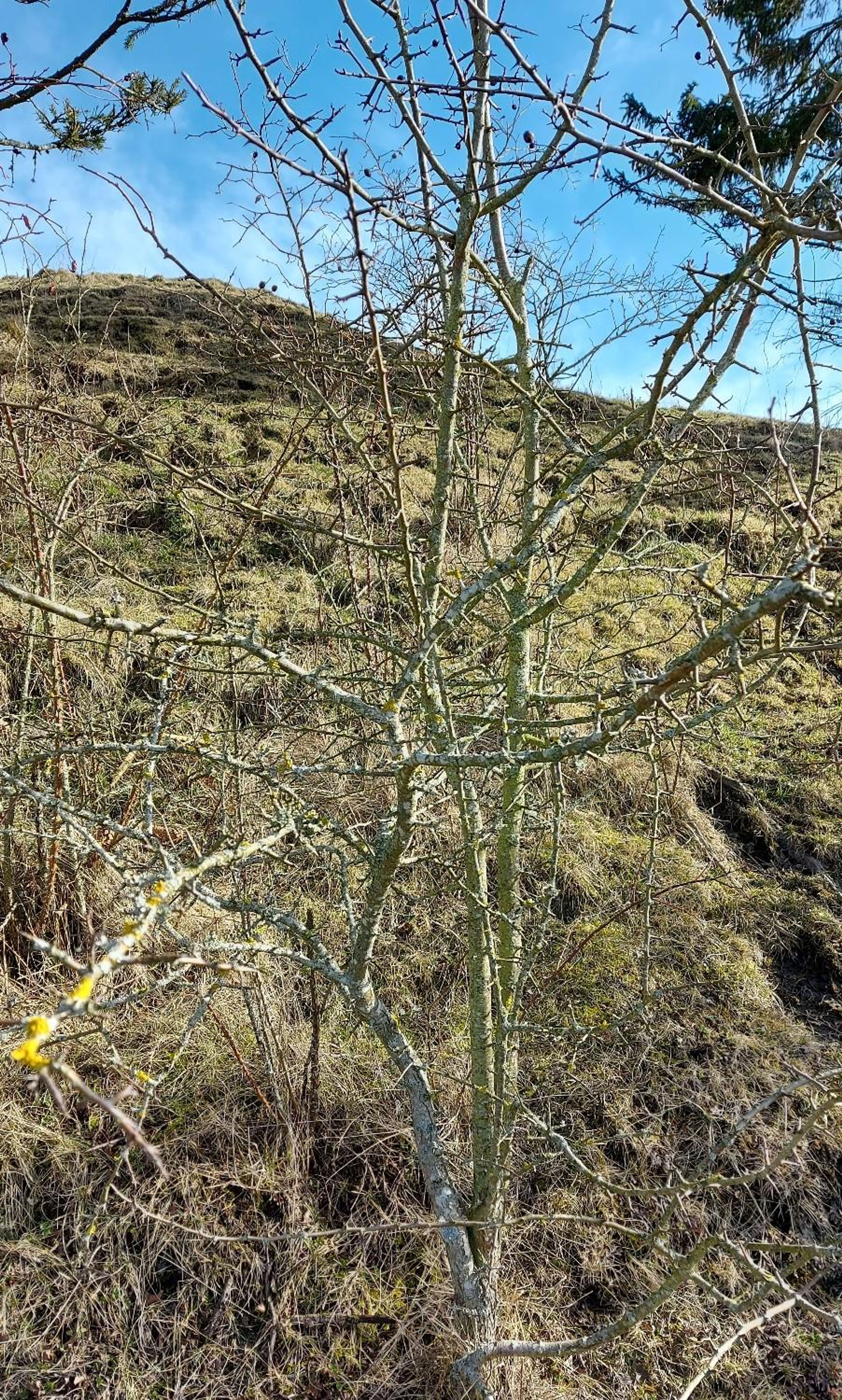 Prunus domestica - 2