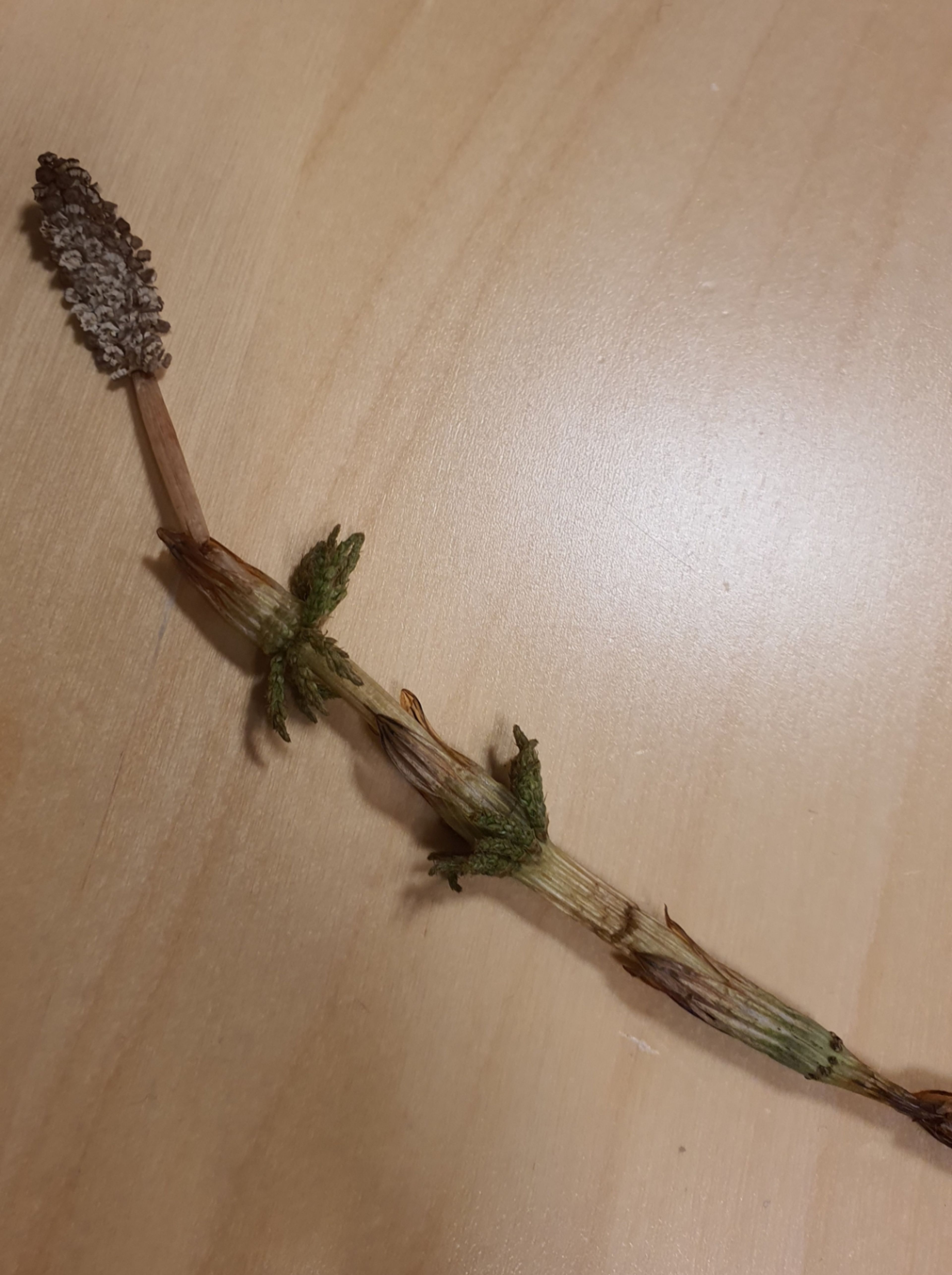Equisetum sylvaticum - 56