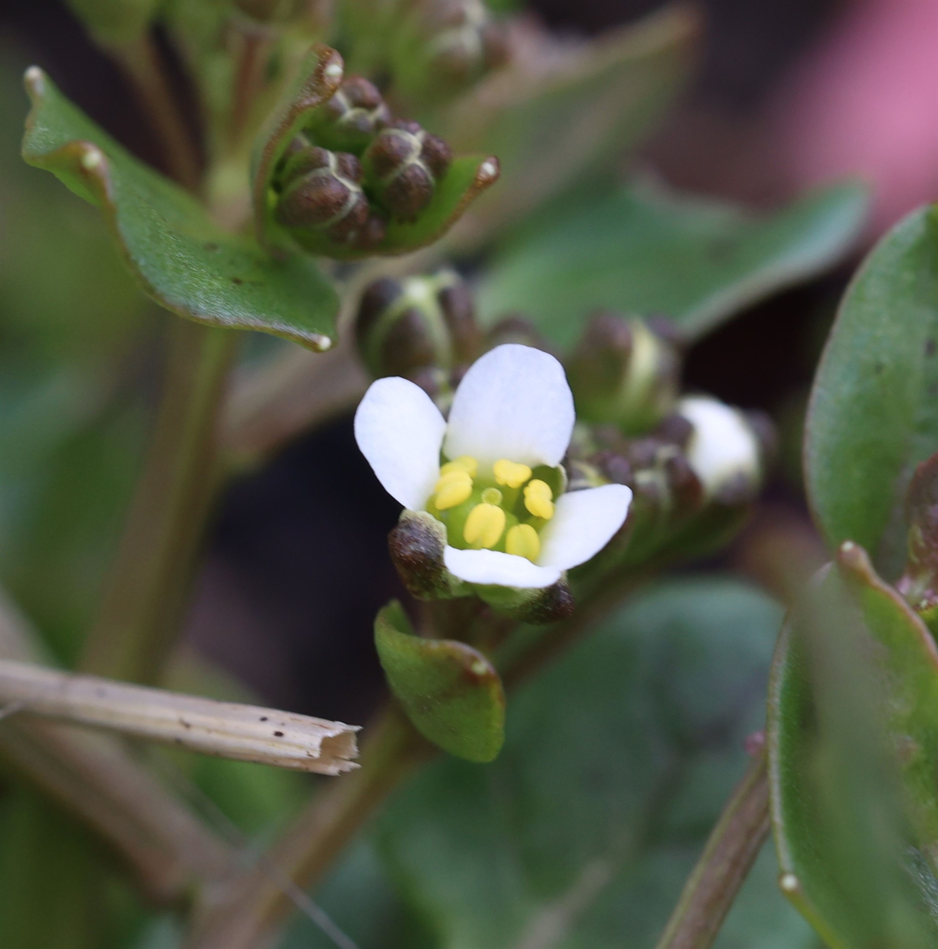 Cochlearia officinalis - 18