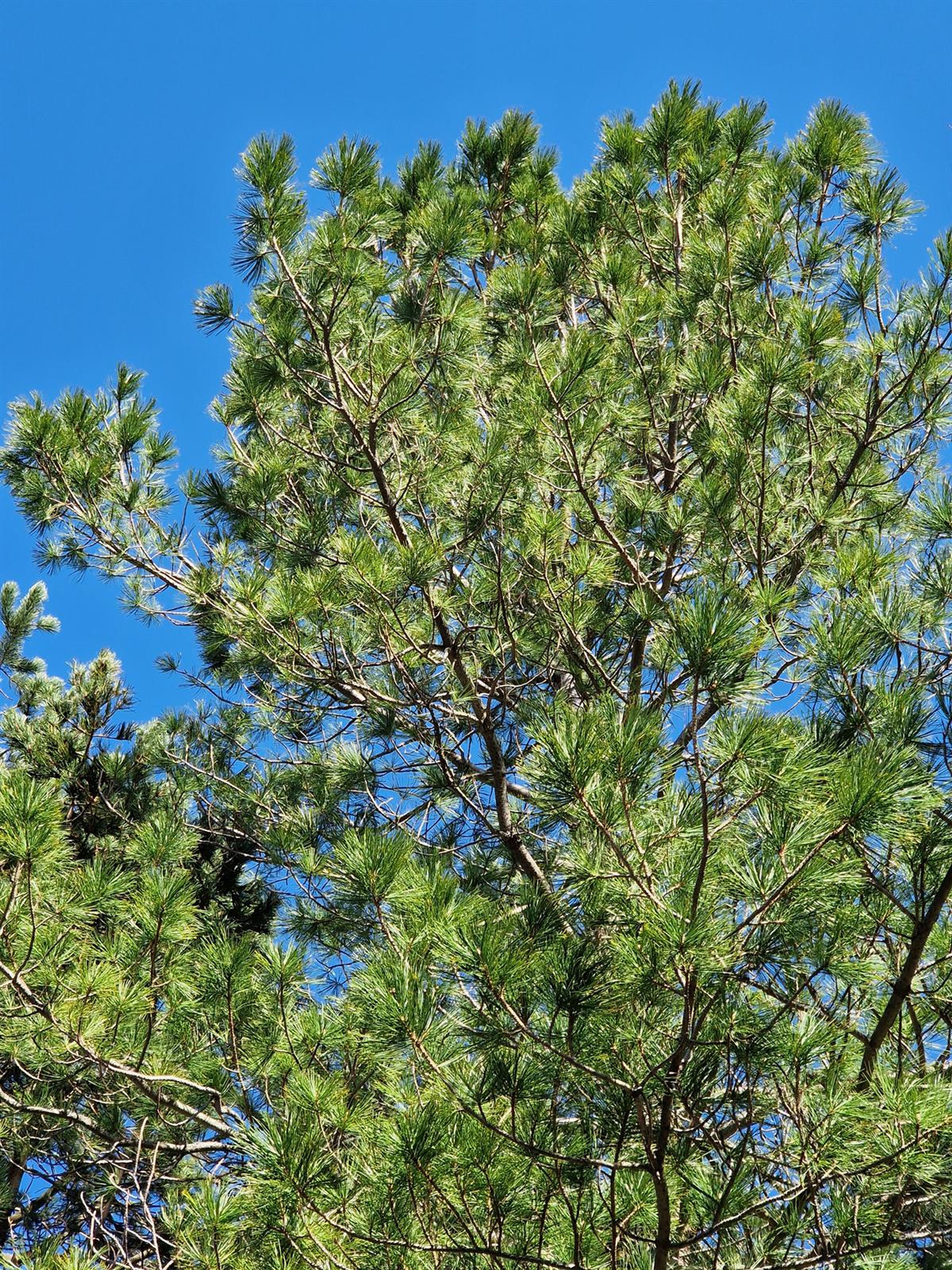 Pinus cembra - 58