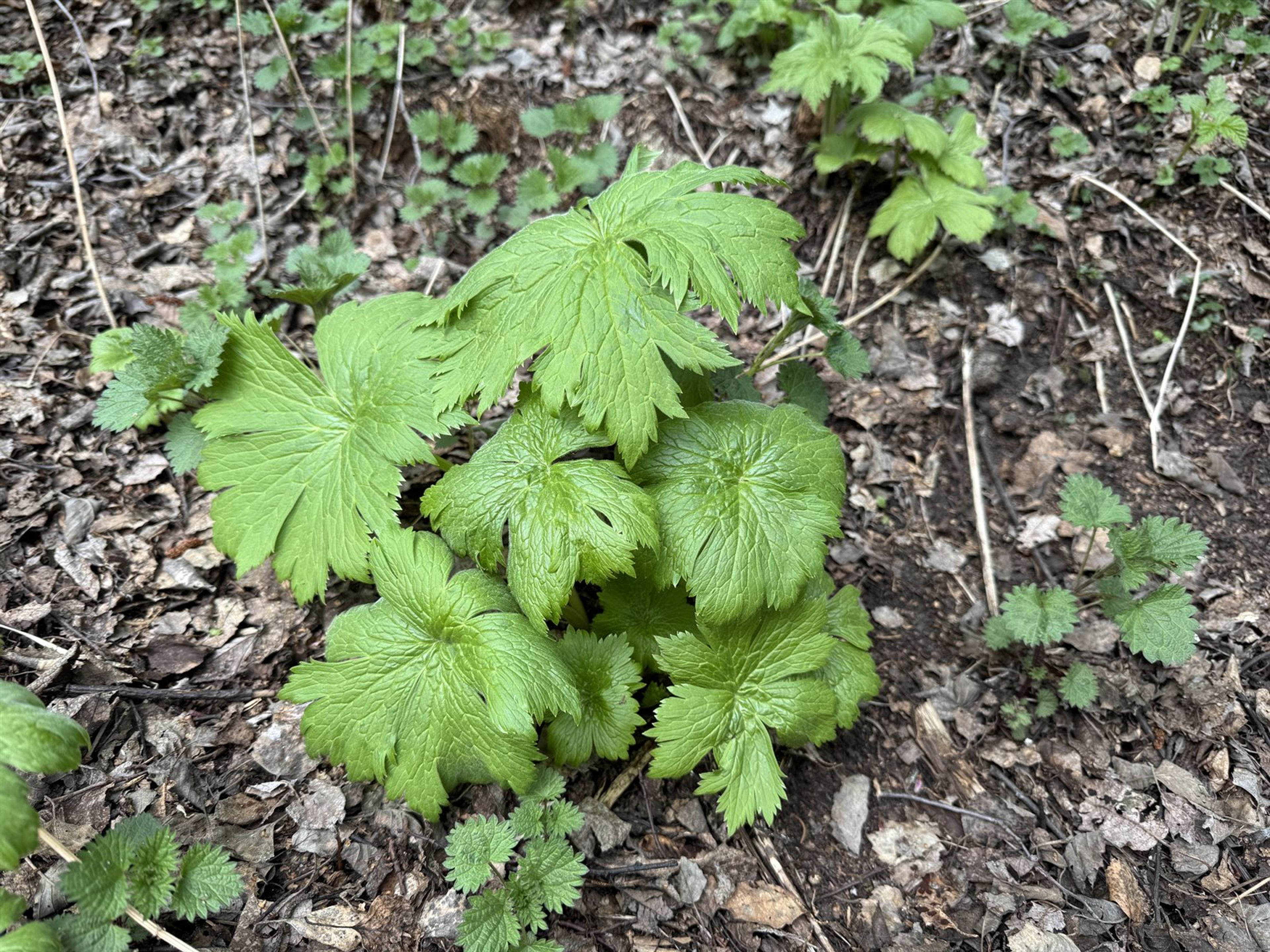 Aconitum septentrionale - 199