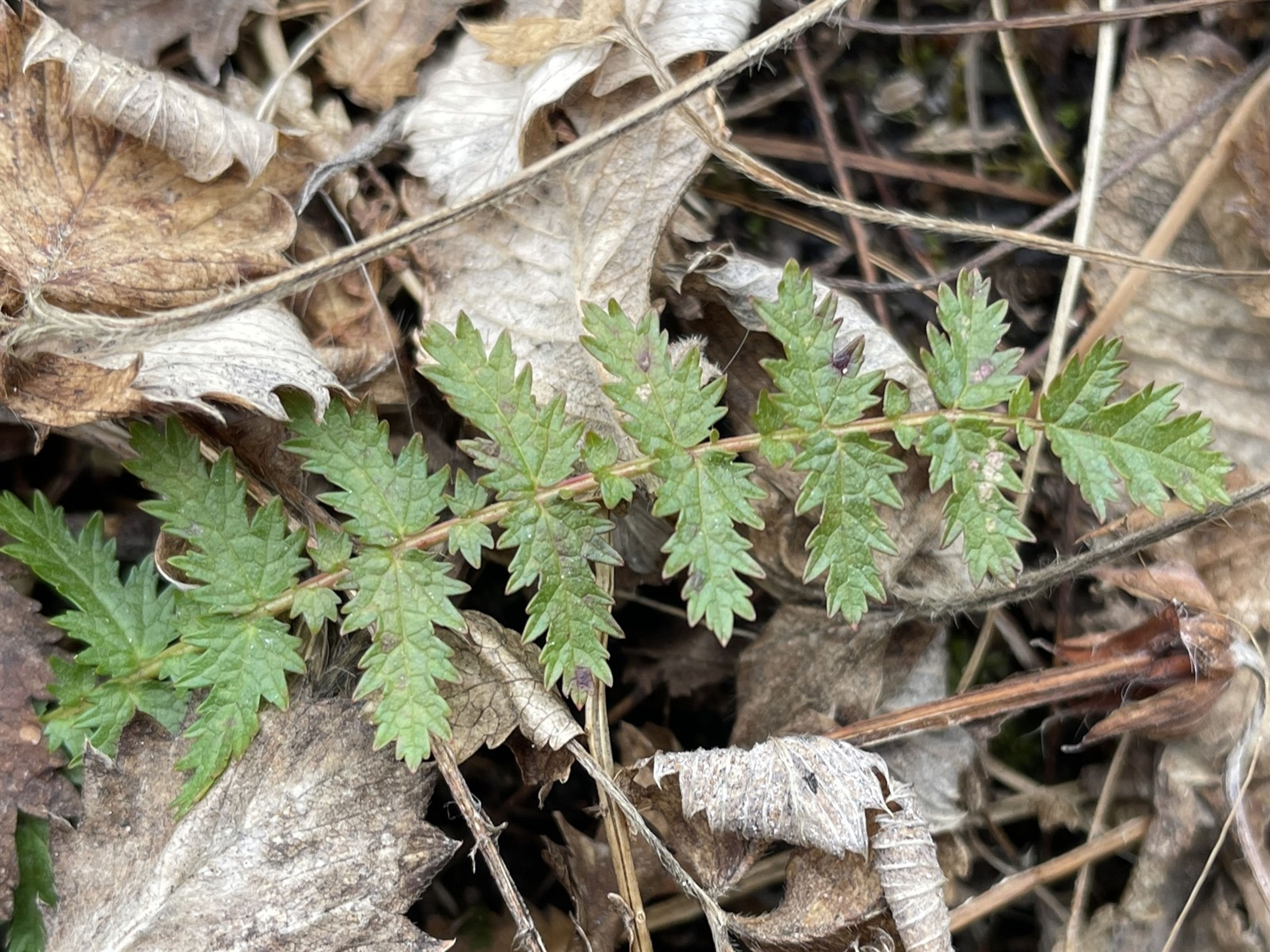 Filipendula vulgaris - 27