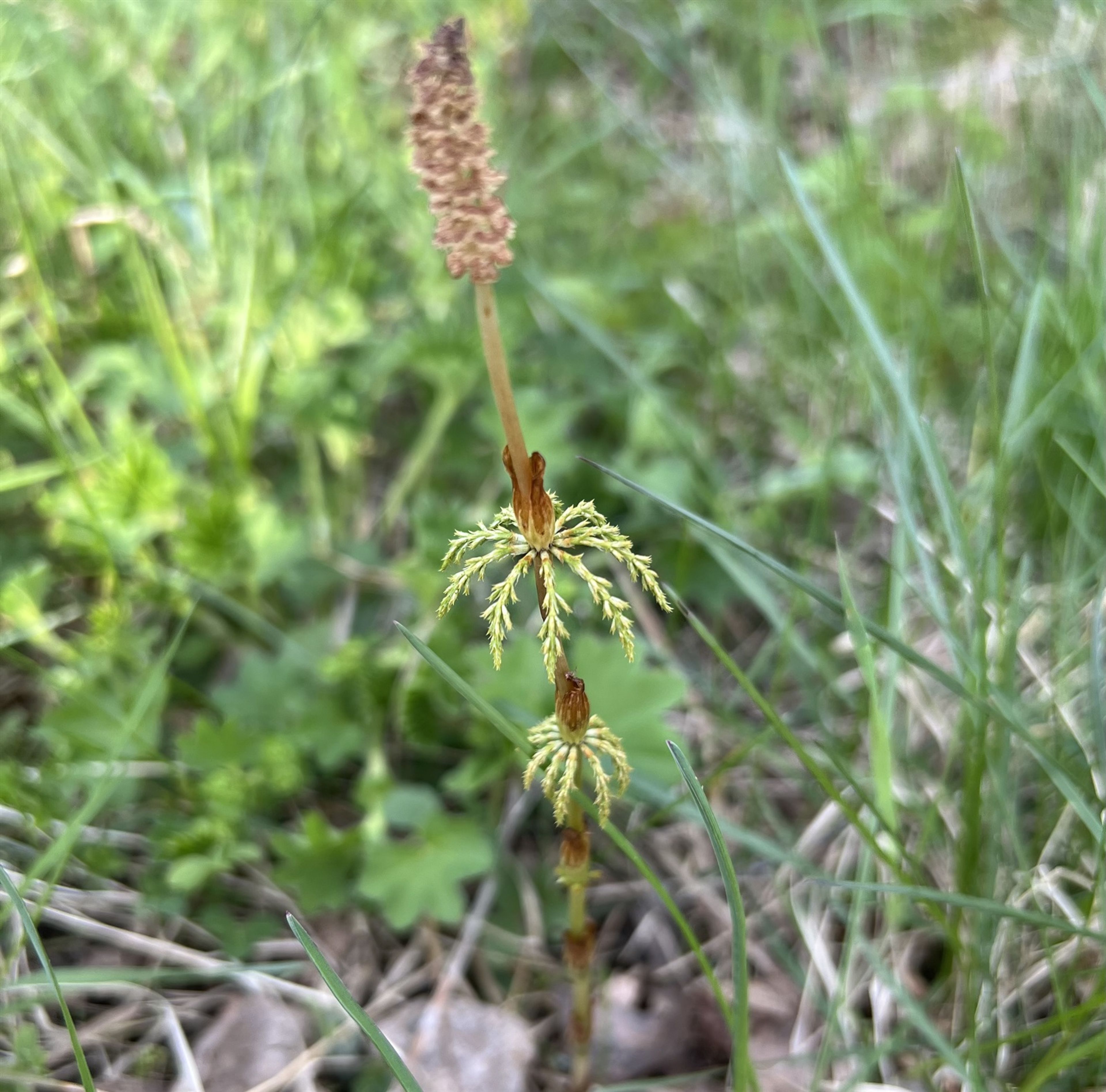 Equisetum sylvaticum - 656
