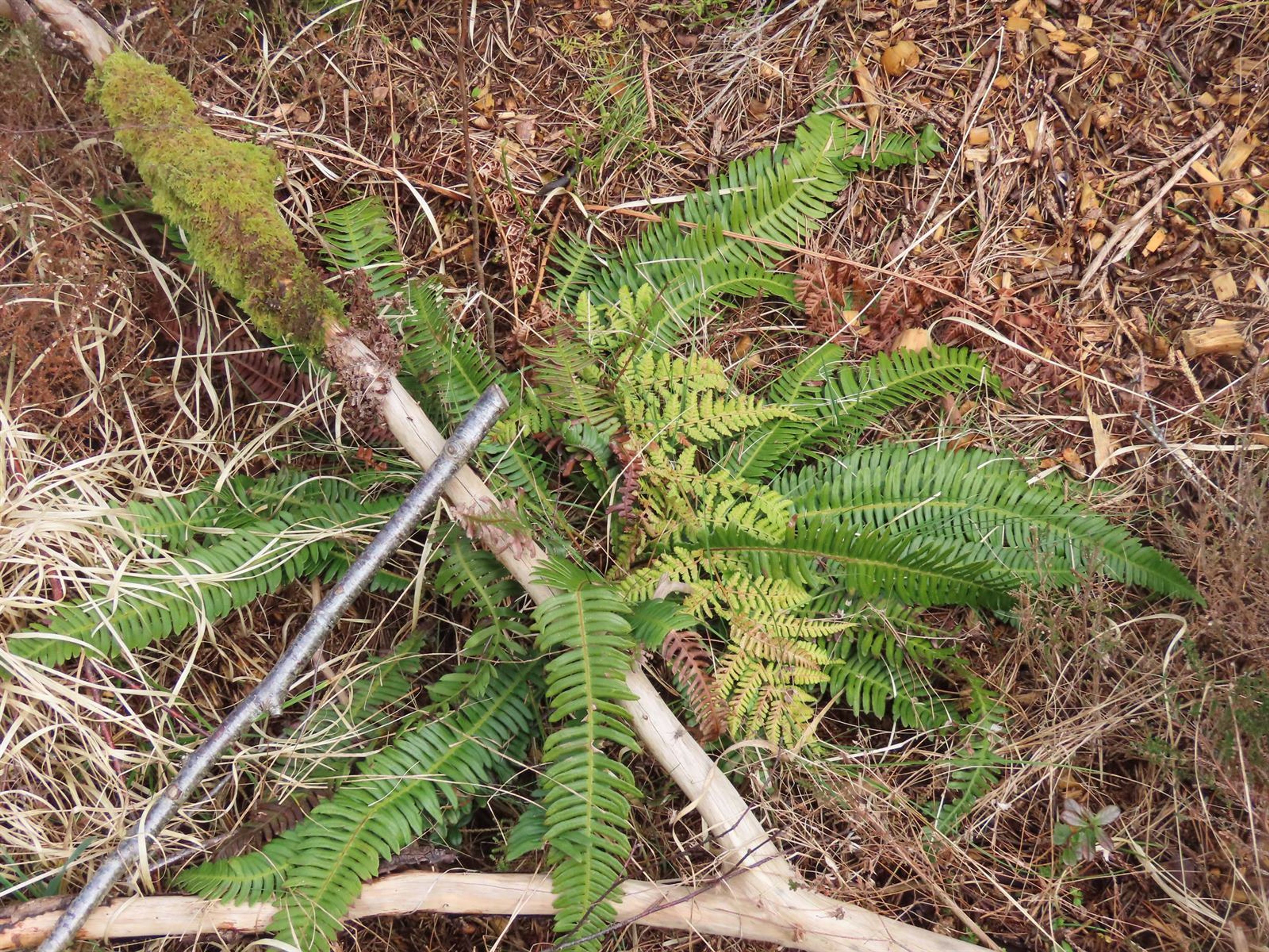 Blechnum spicant - 459