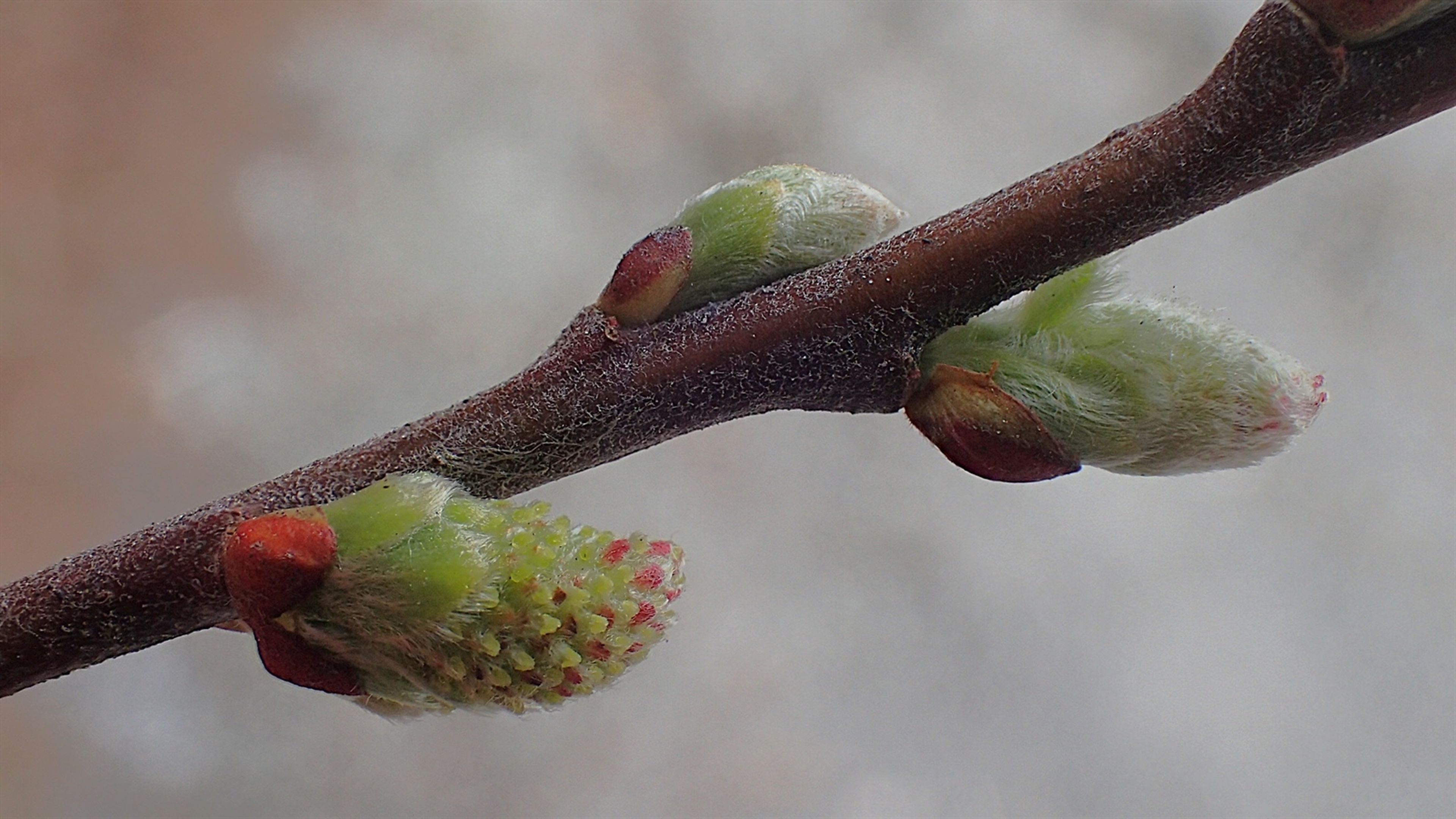 Salix aurita - 13
