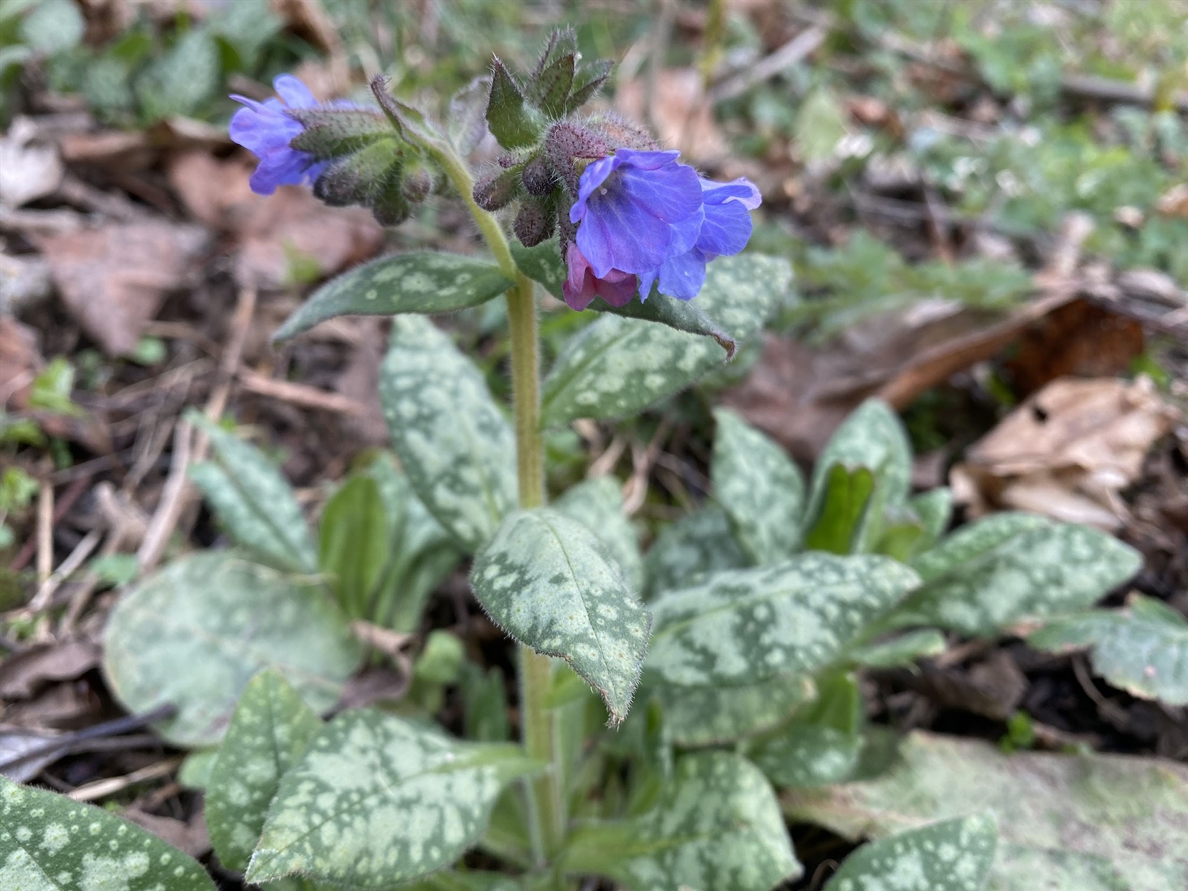 Pulmonaria saccharata - 10