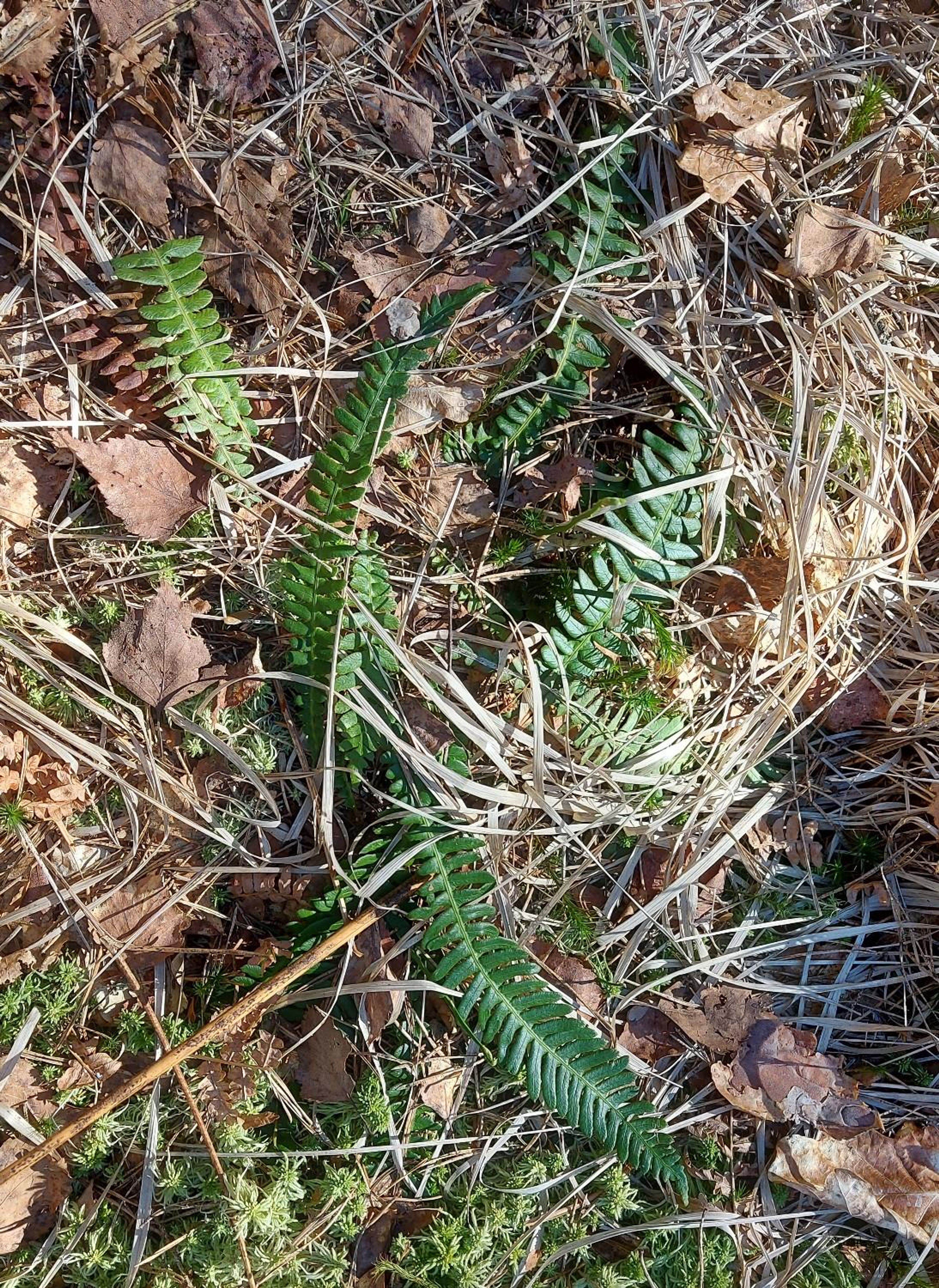 Blechnum spicant - 494