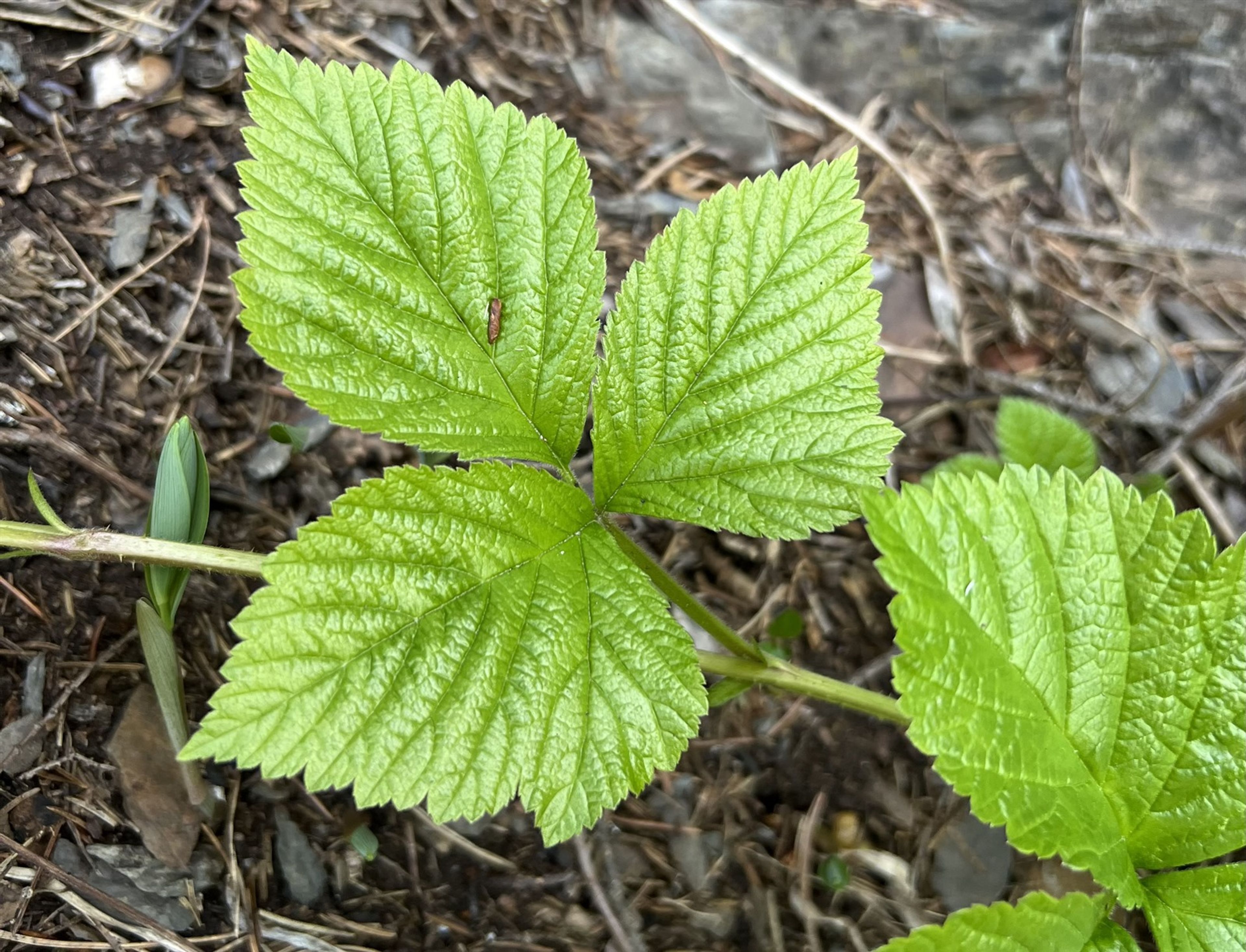 Rubus saxatilis - 727