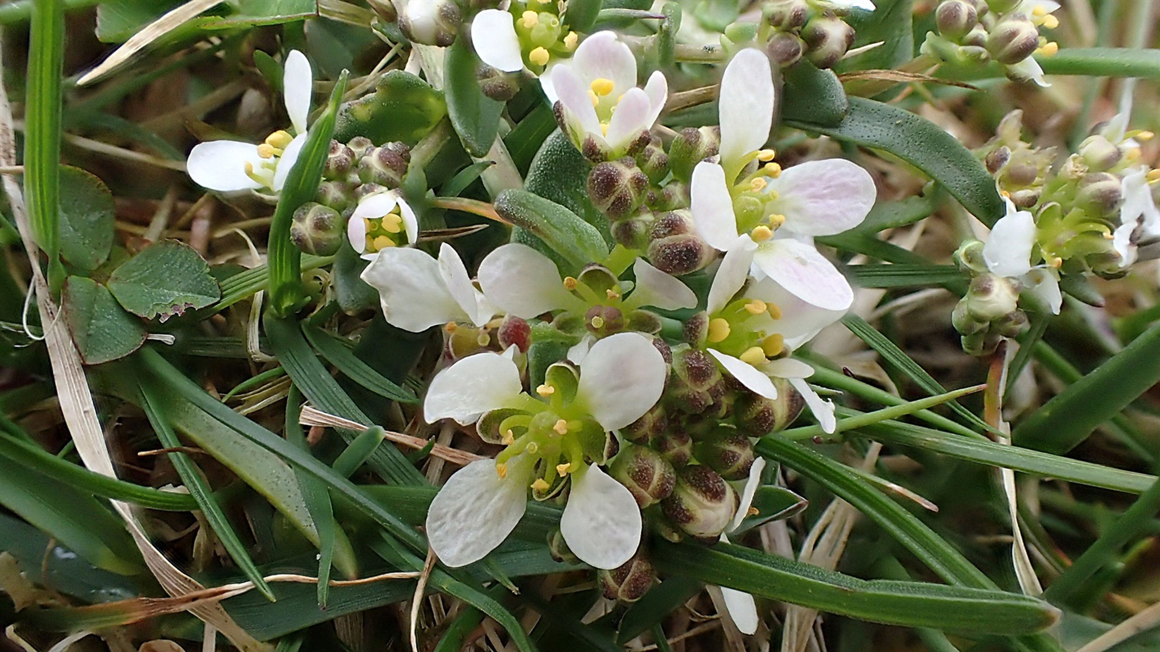 Cochlearia officinalis - 8