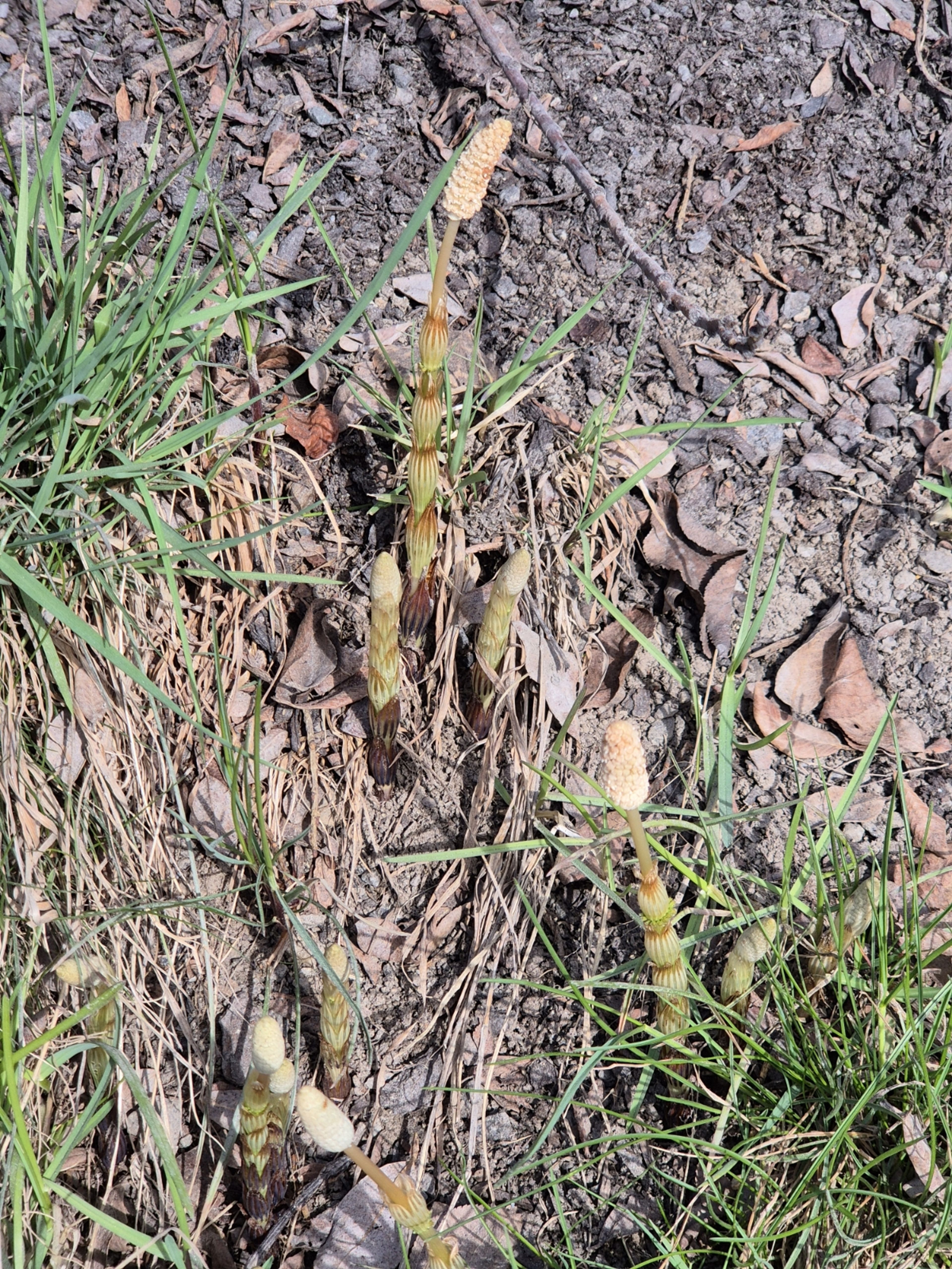 Equisetum sylvaticum - 782