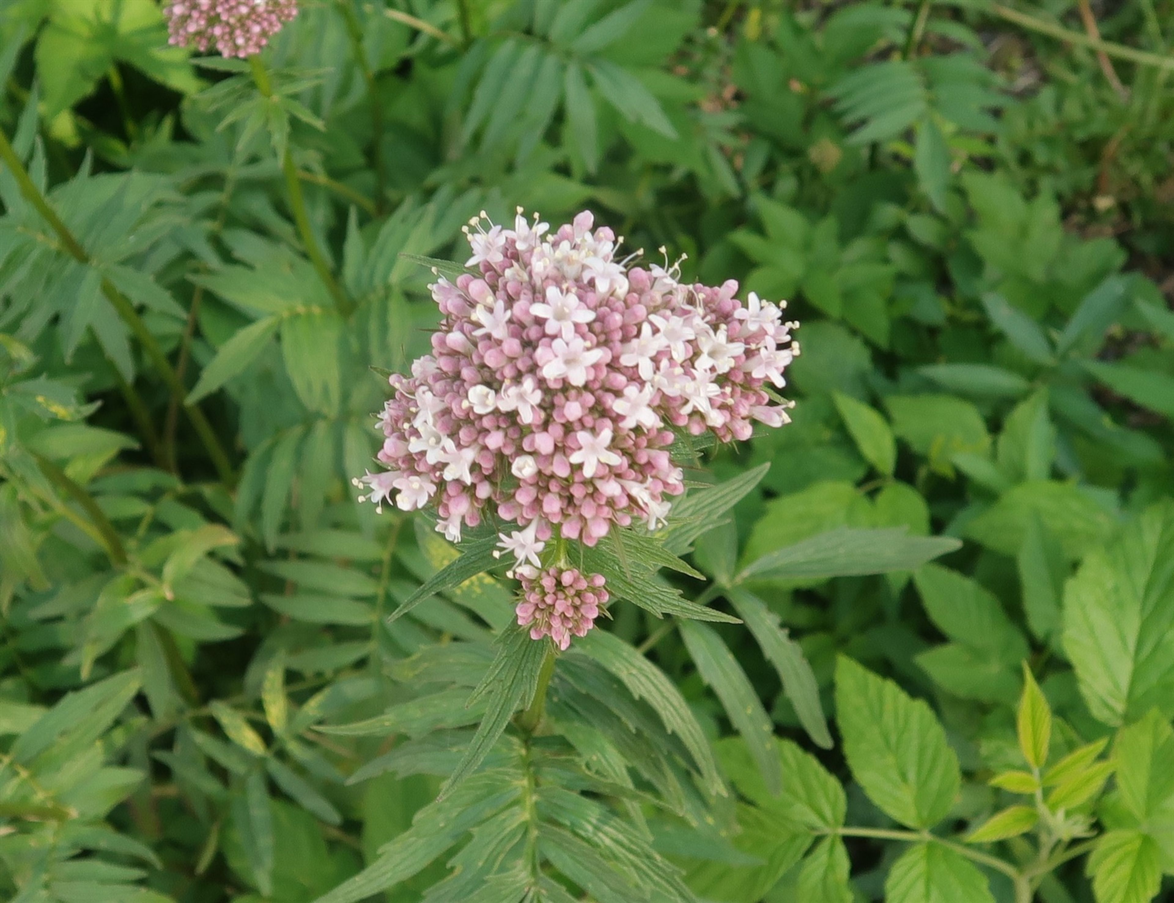Valeriana sambucifolia - 159