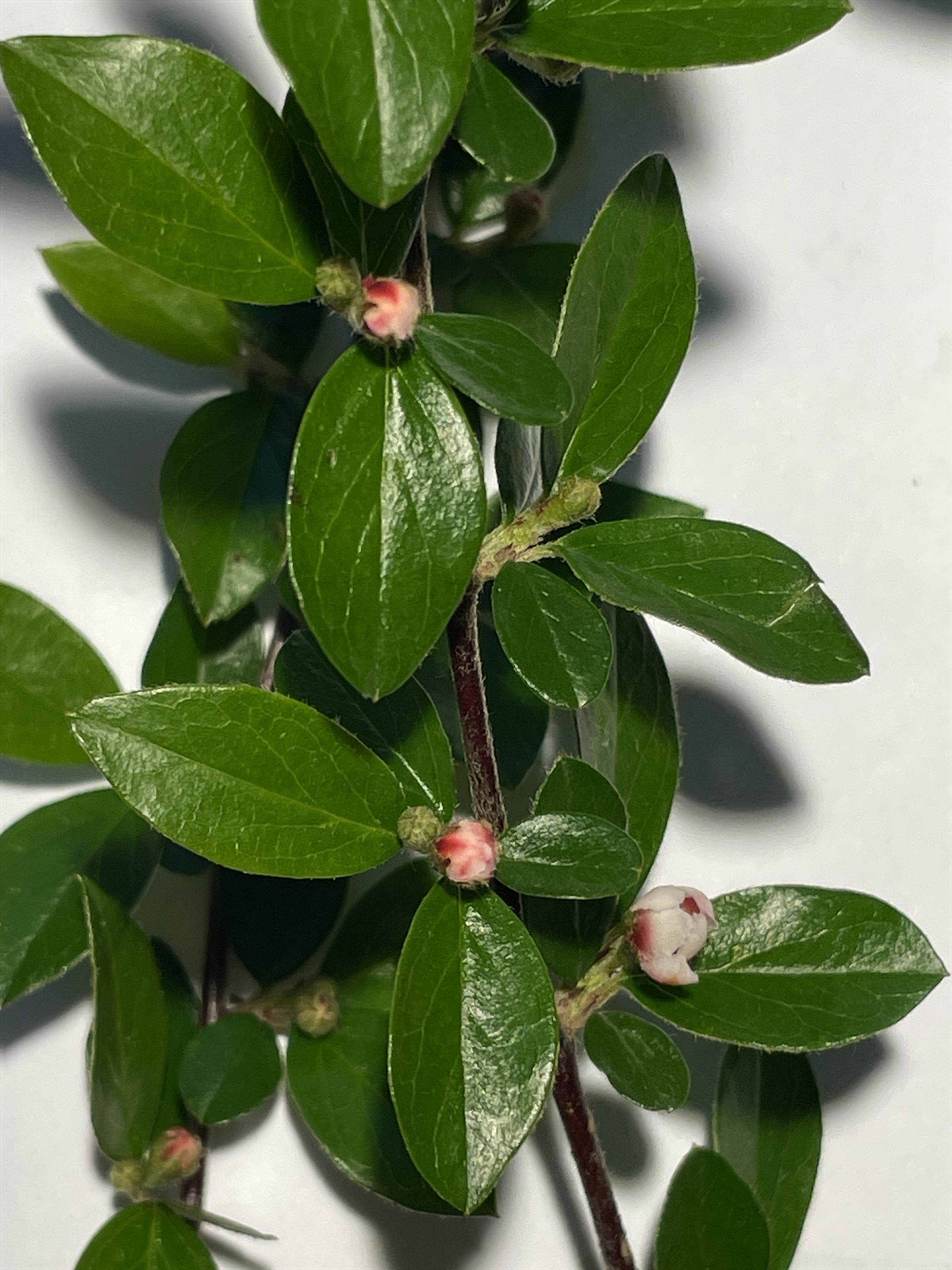 Cotoneaster divaricatus - 51