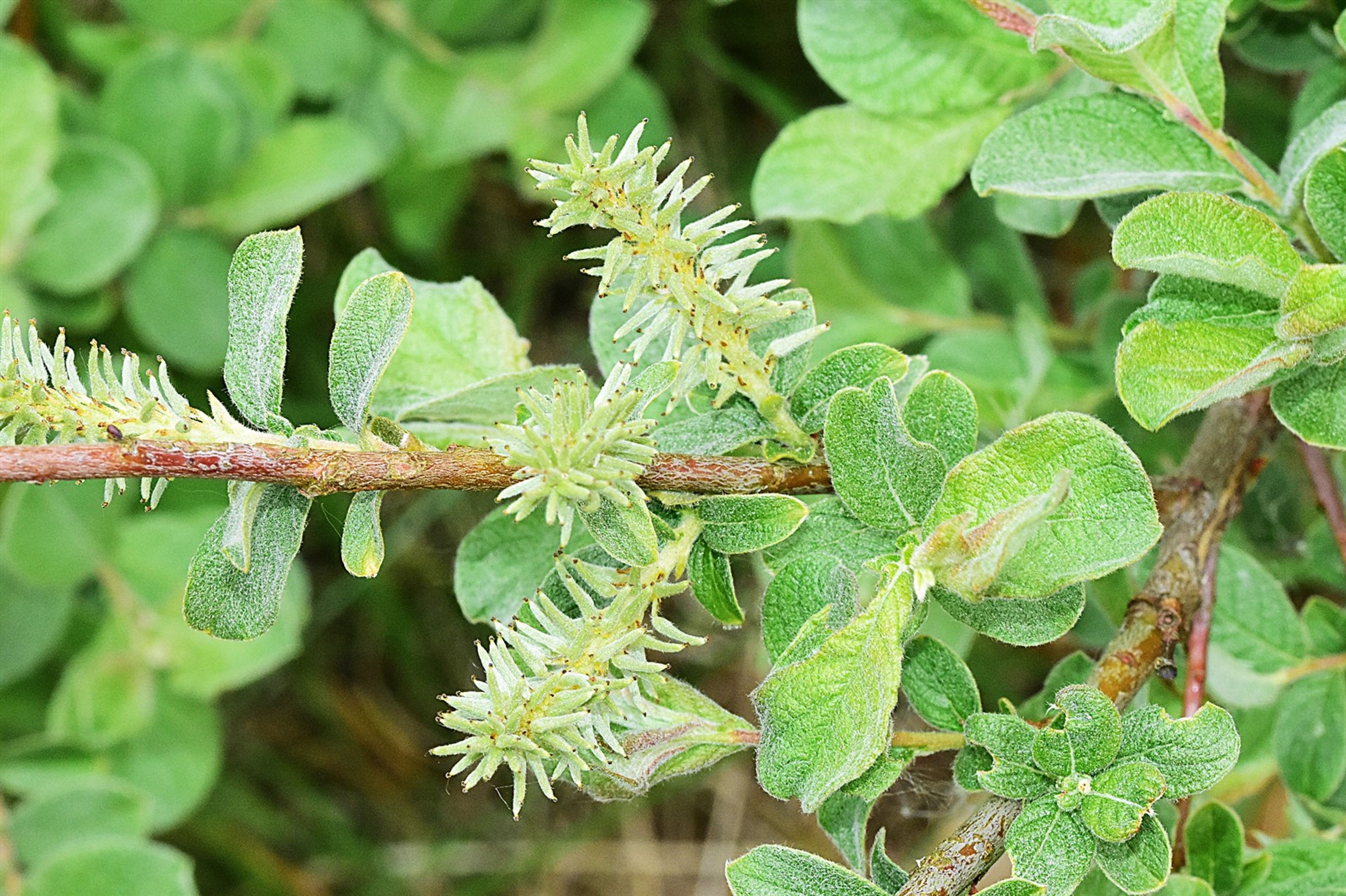 Salix aurita - 31