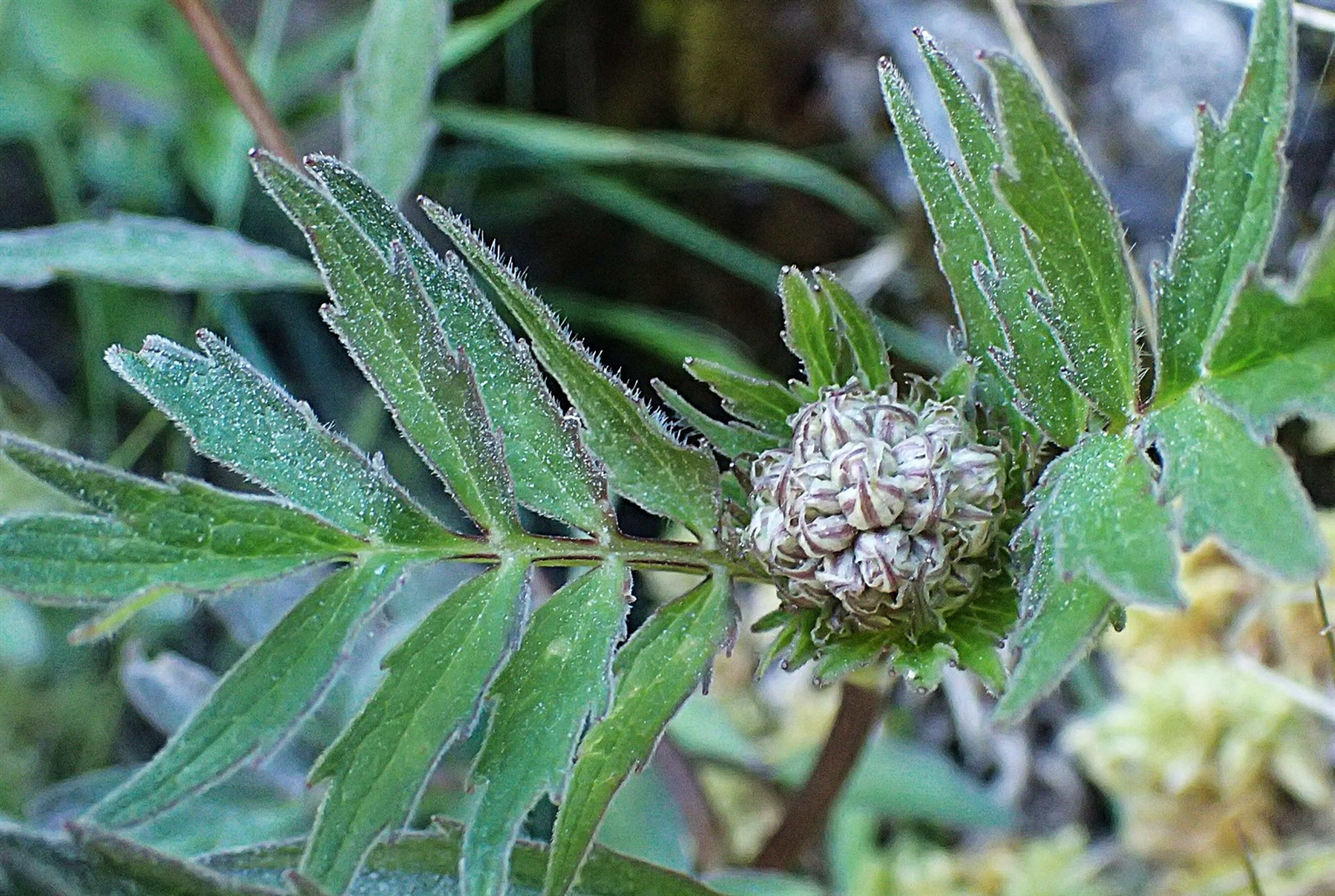 Valeriana sambucifolia - 89