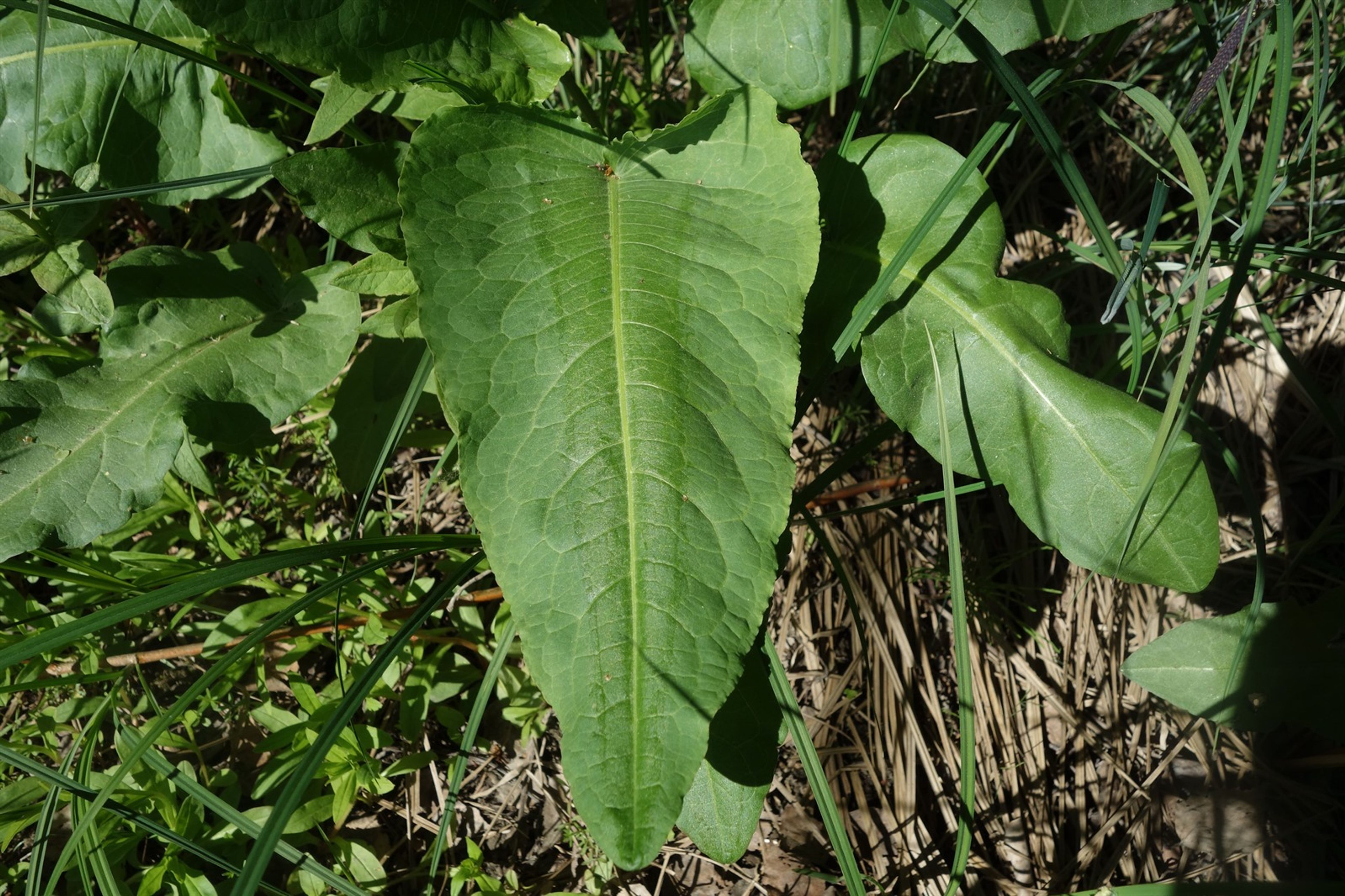 Rumex aquaticus - 156