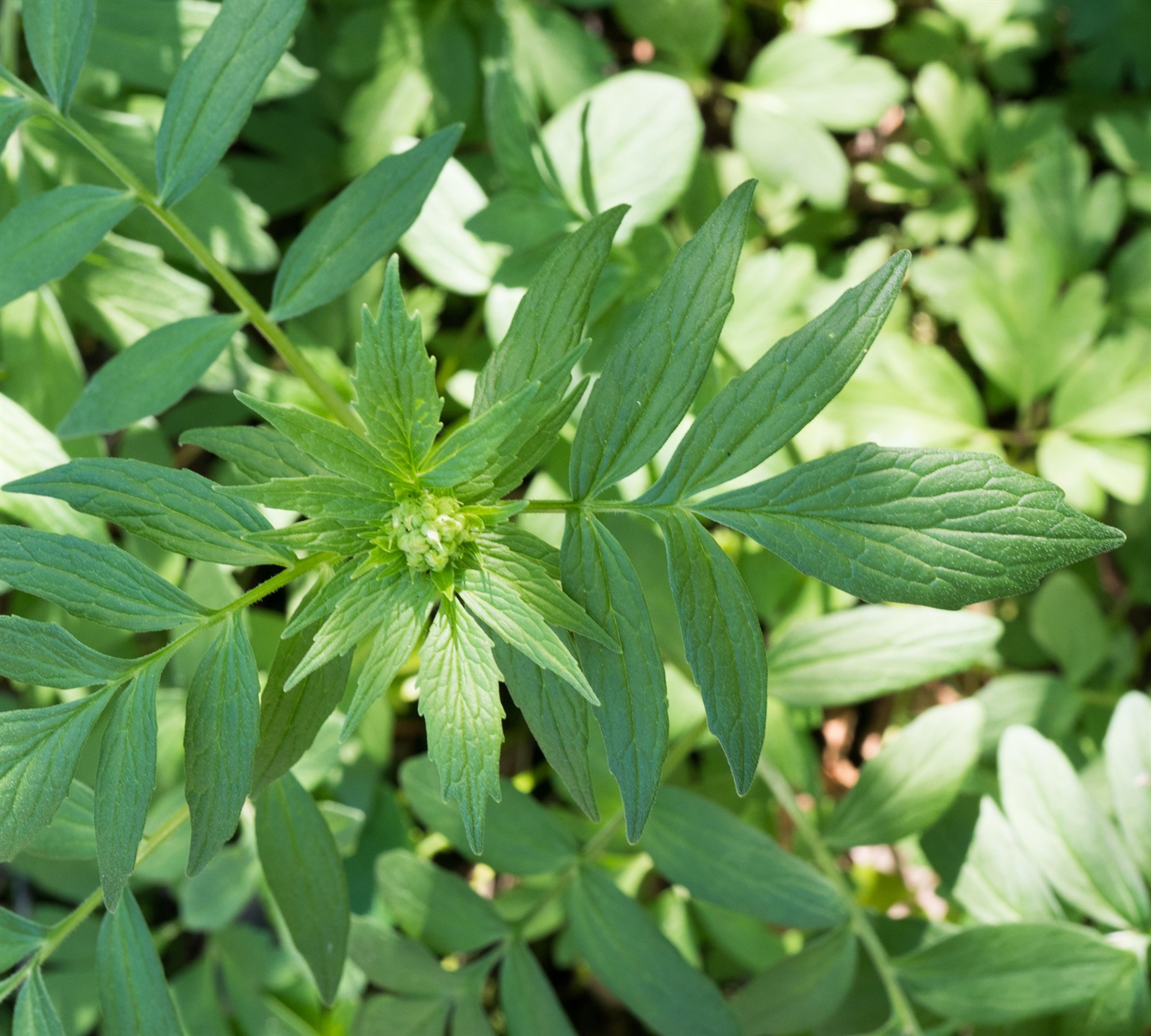Valeriana sambucifolia - 36