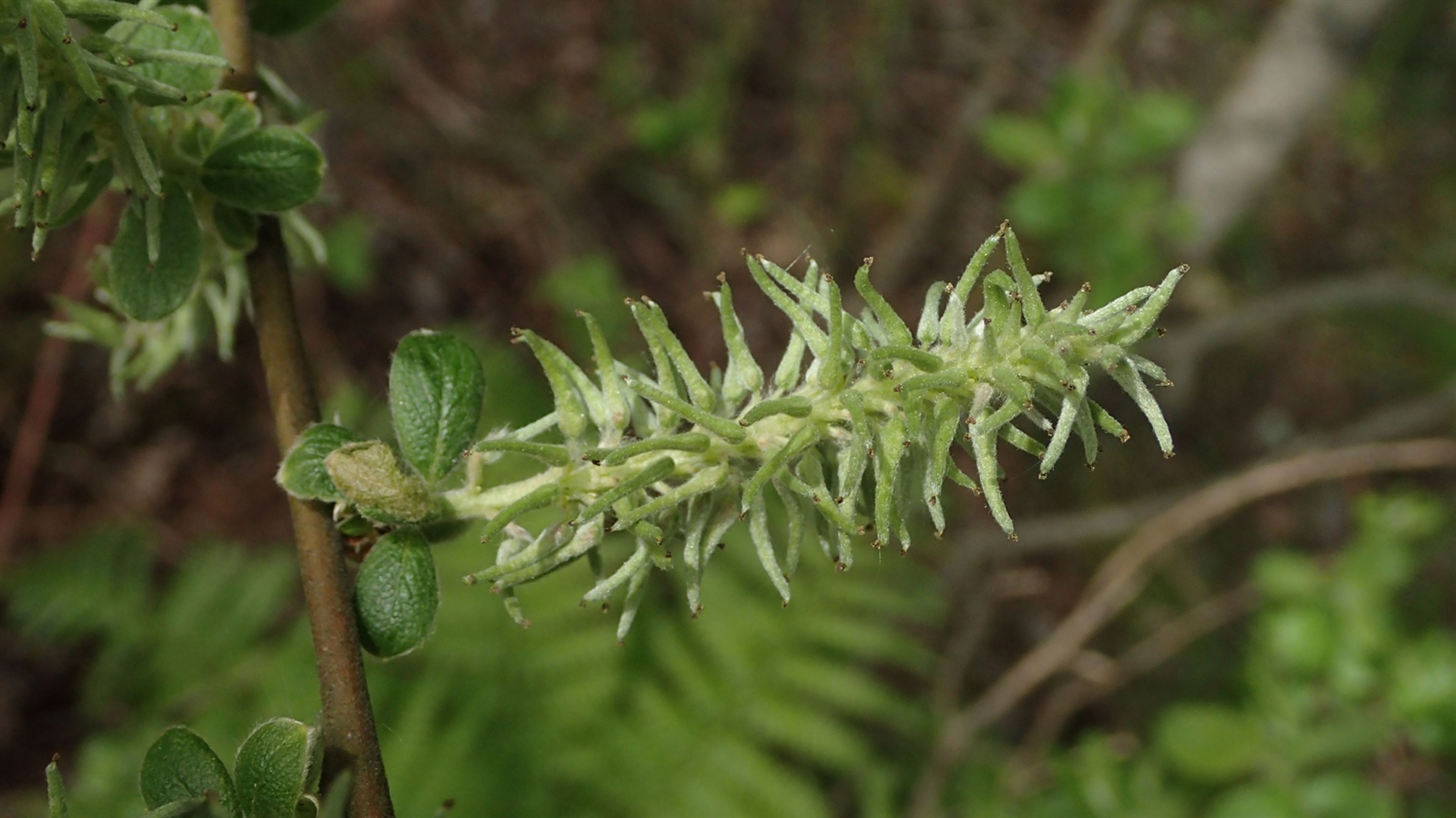 Salix aurita - 25