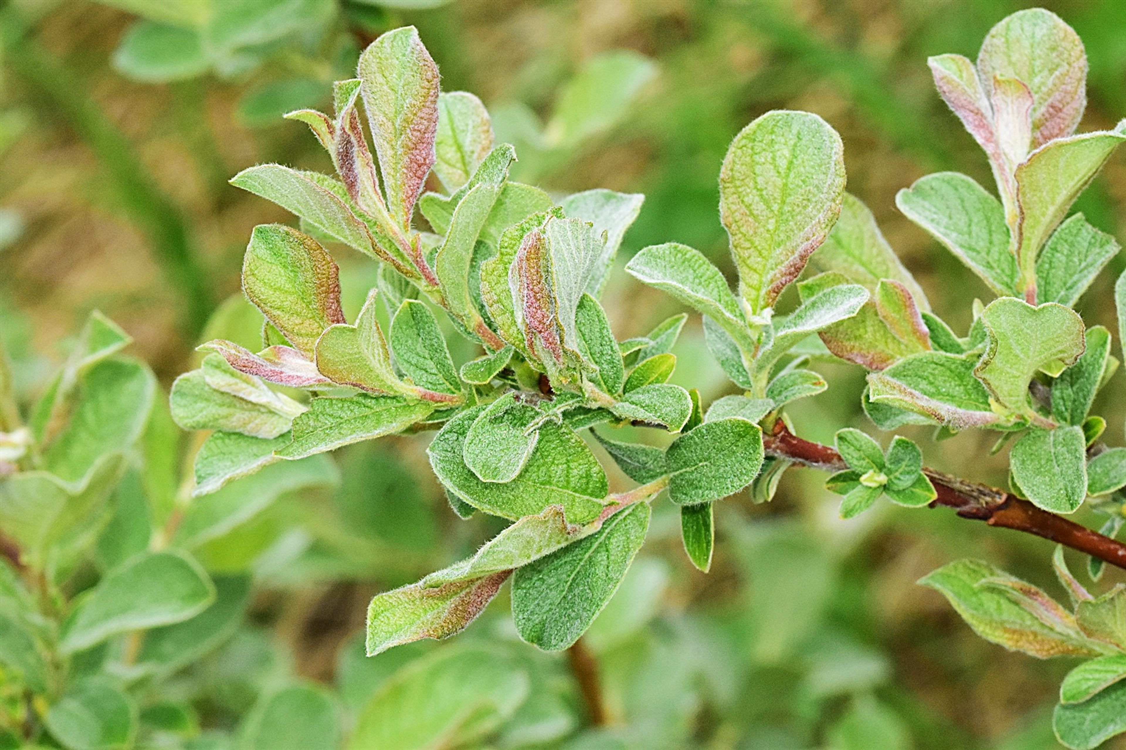 Salix aurita - 12