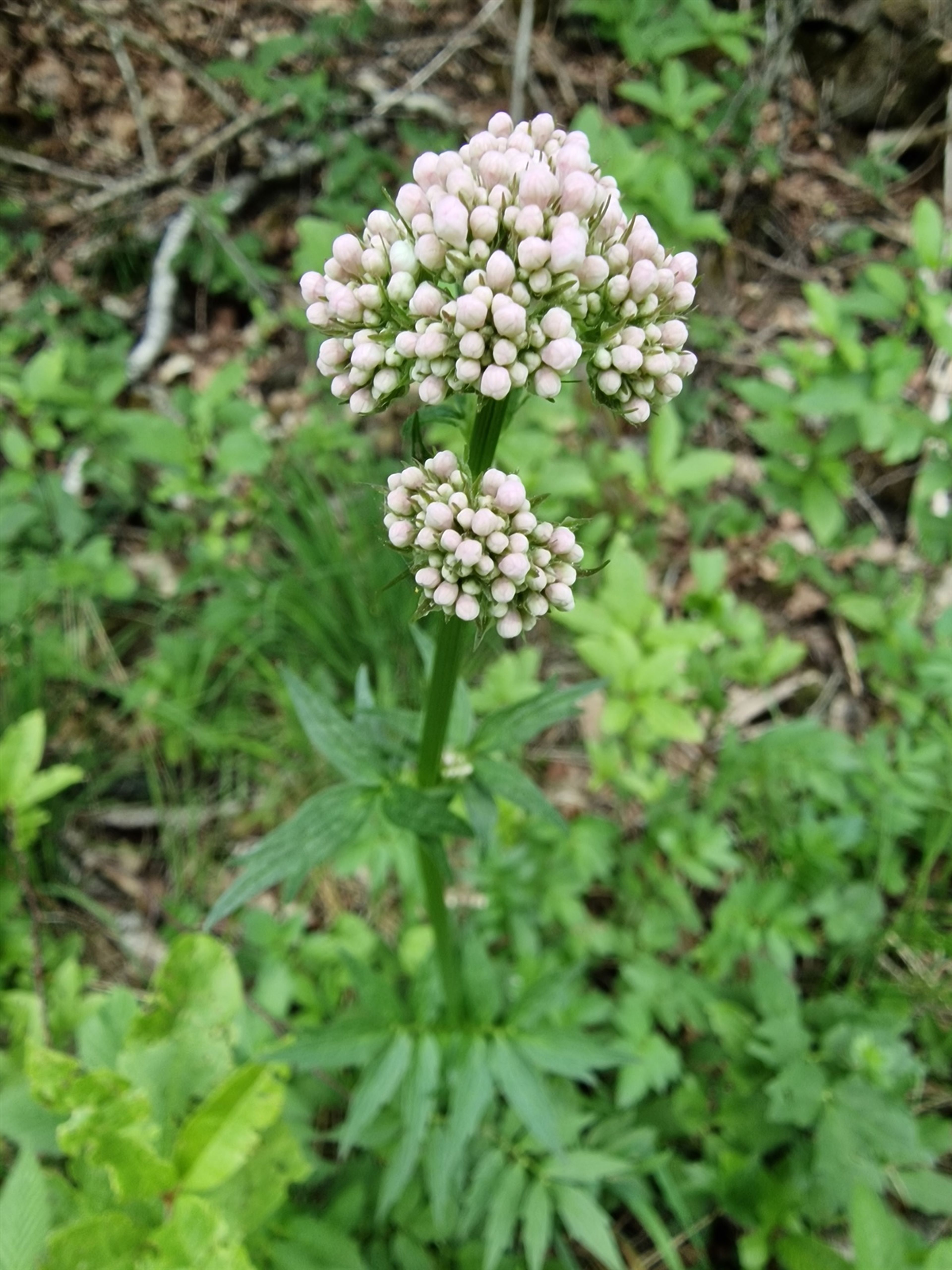 Valeriana sambucifolia - 160