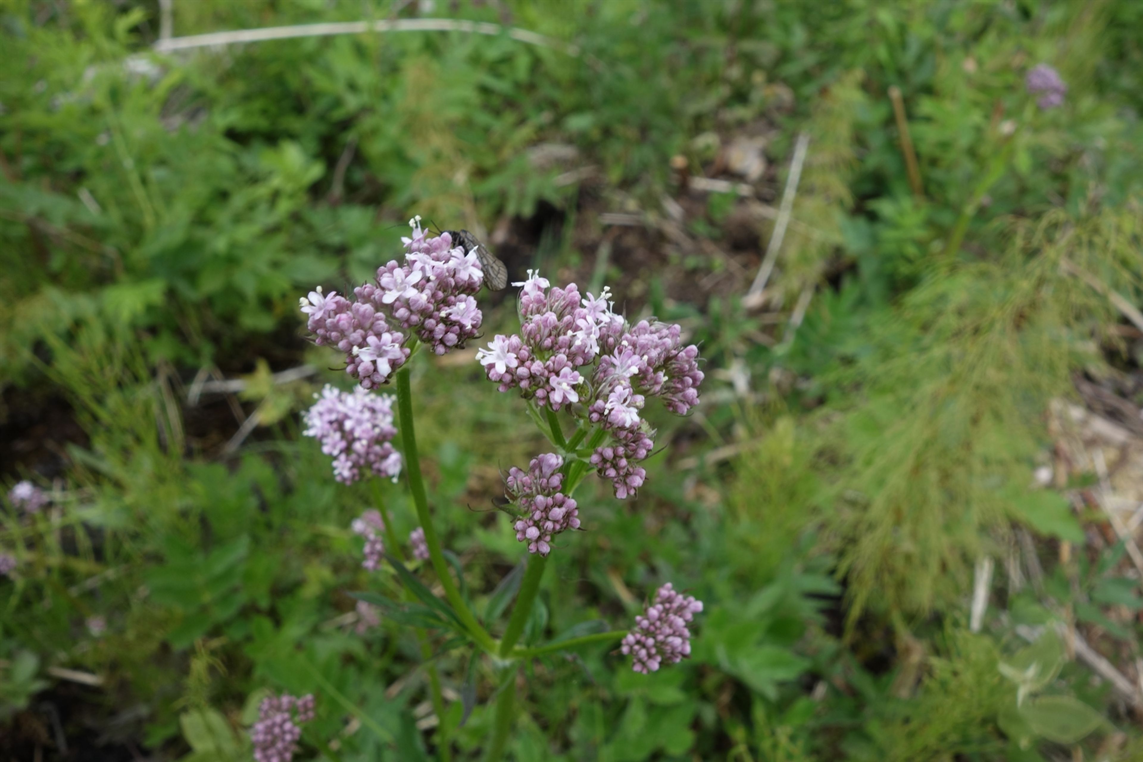 Valeriana sambucifolia - 144