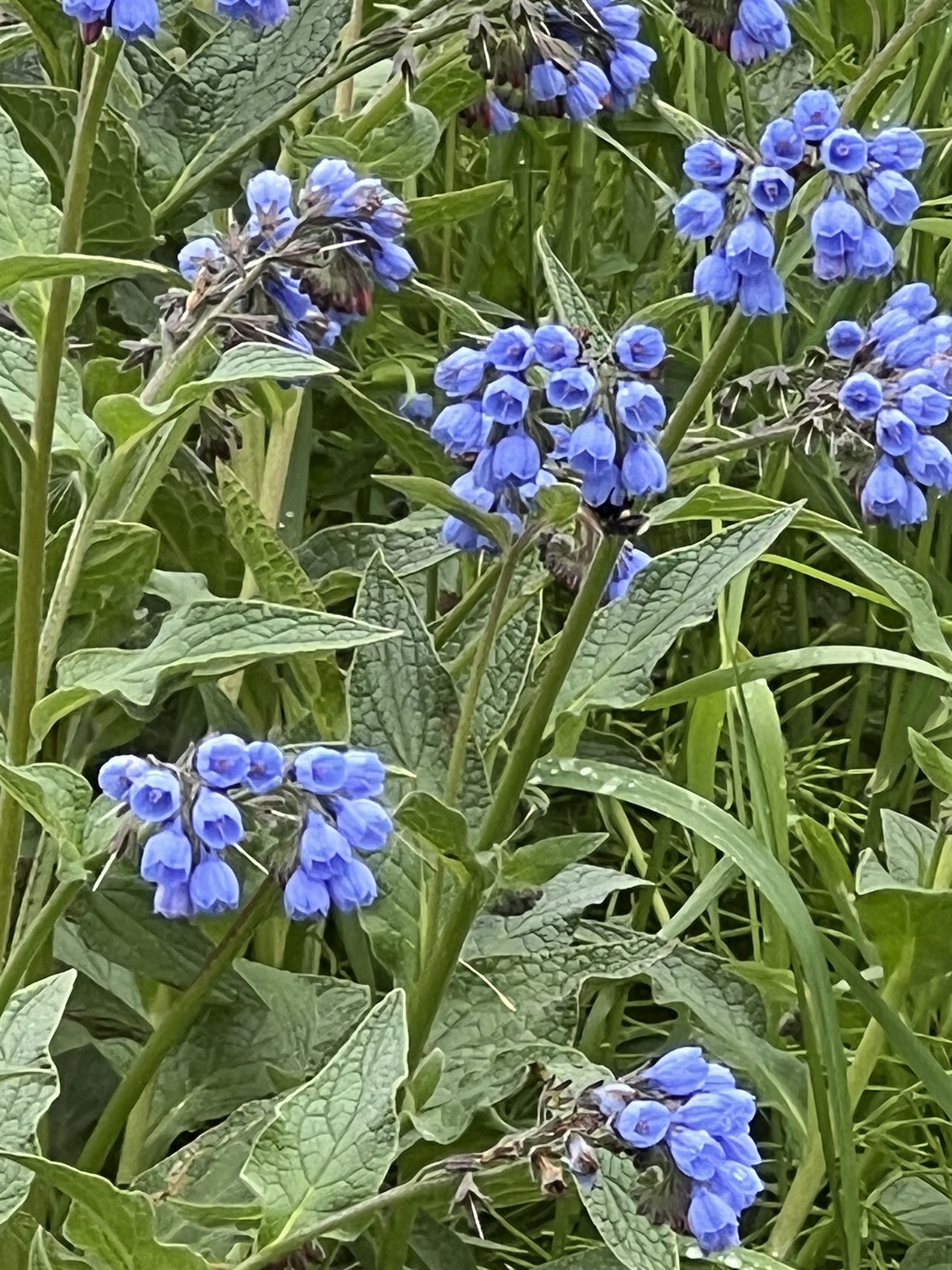 Symphytum asperum - 132