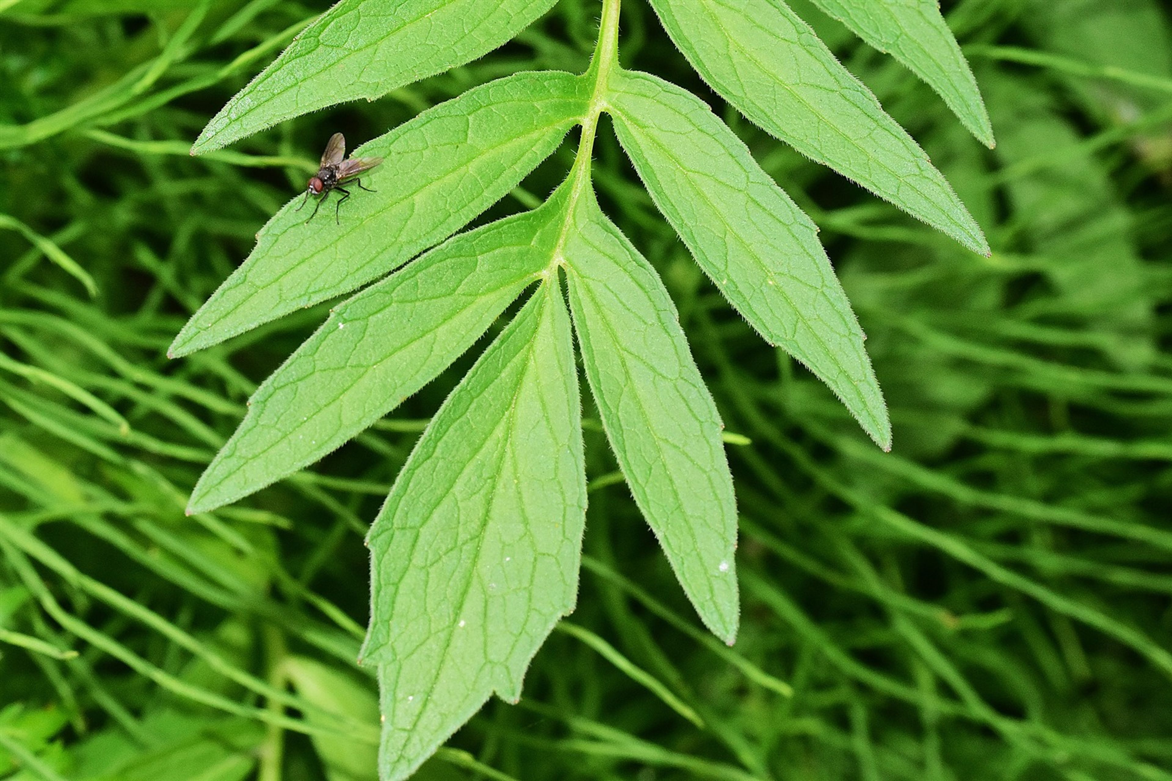 Valeriana sambucifolia - 55
