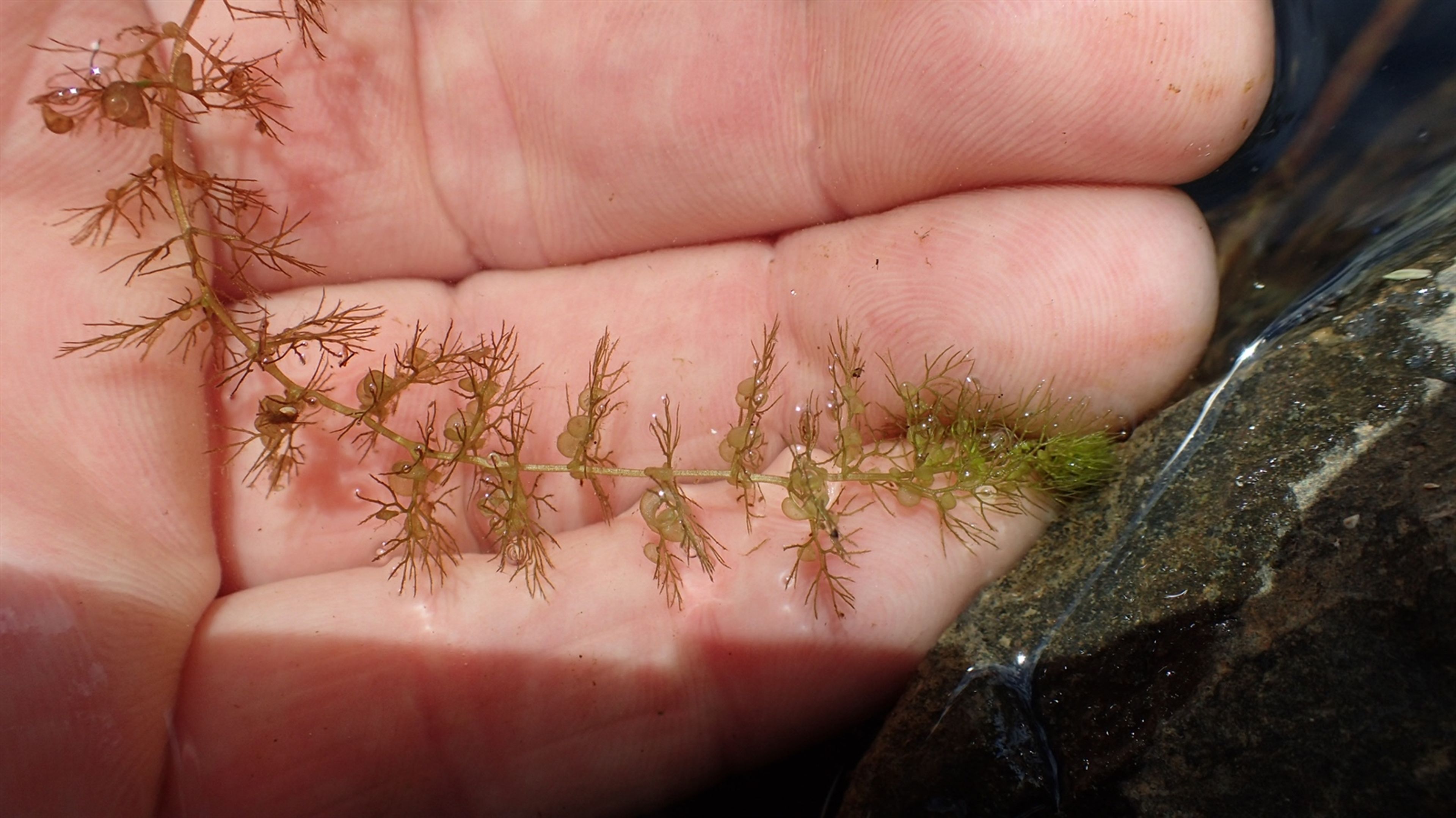 Utricularia vulgaris - 97