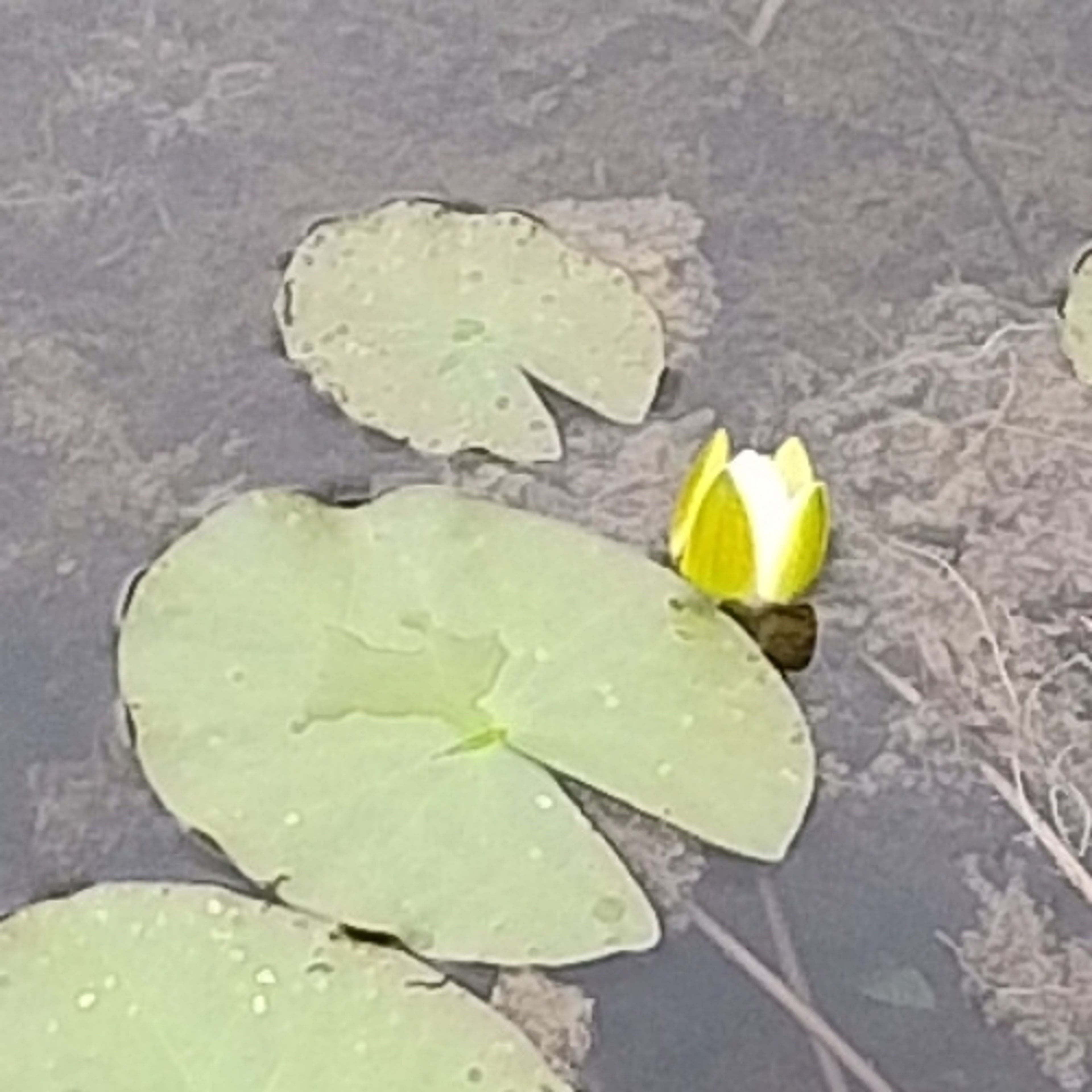 Nymphaea candida - 47