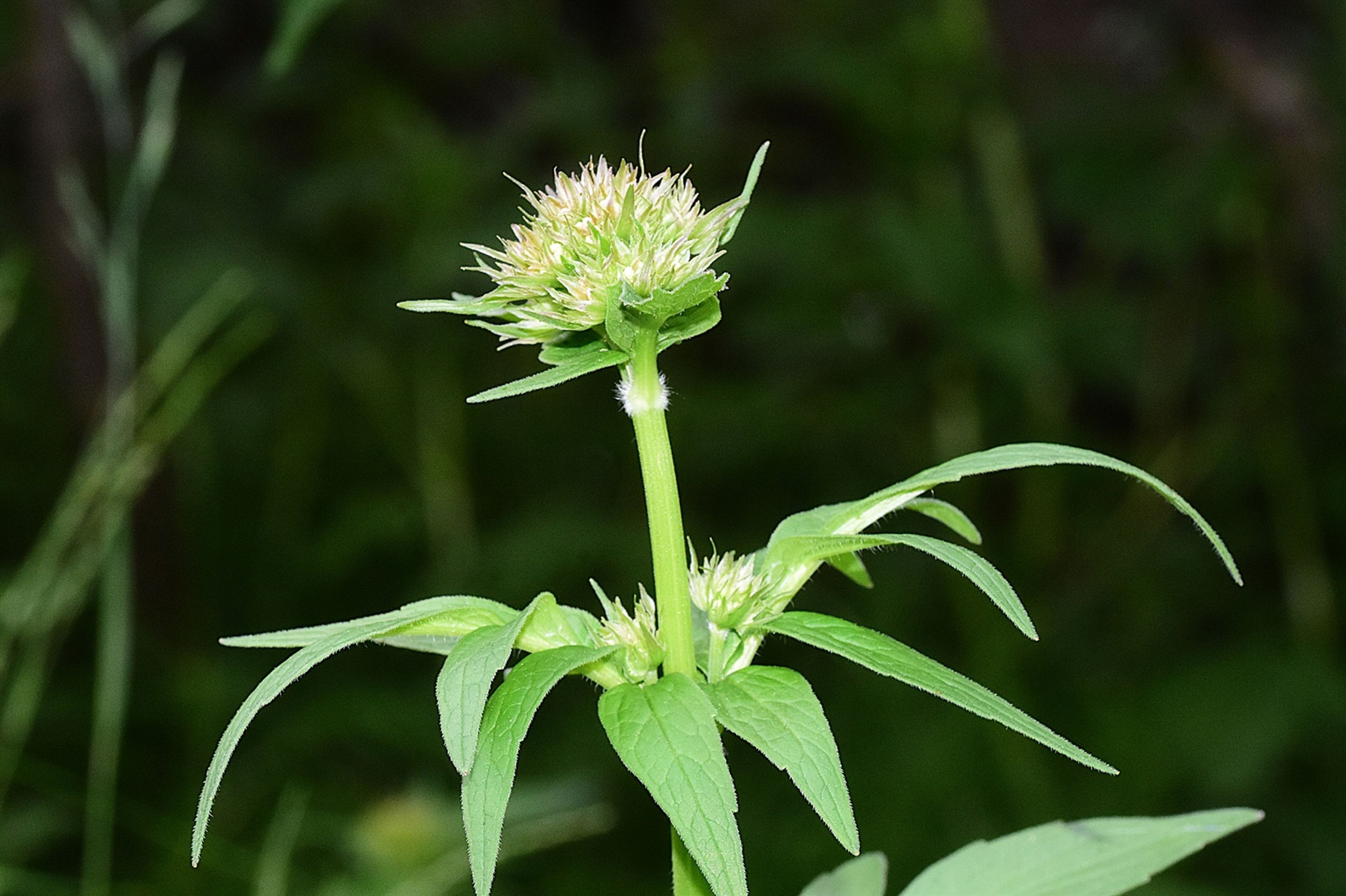 Valeriana sambucifolia - 133